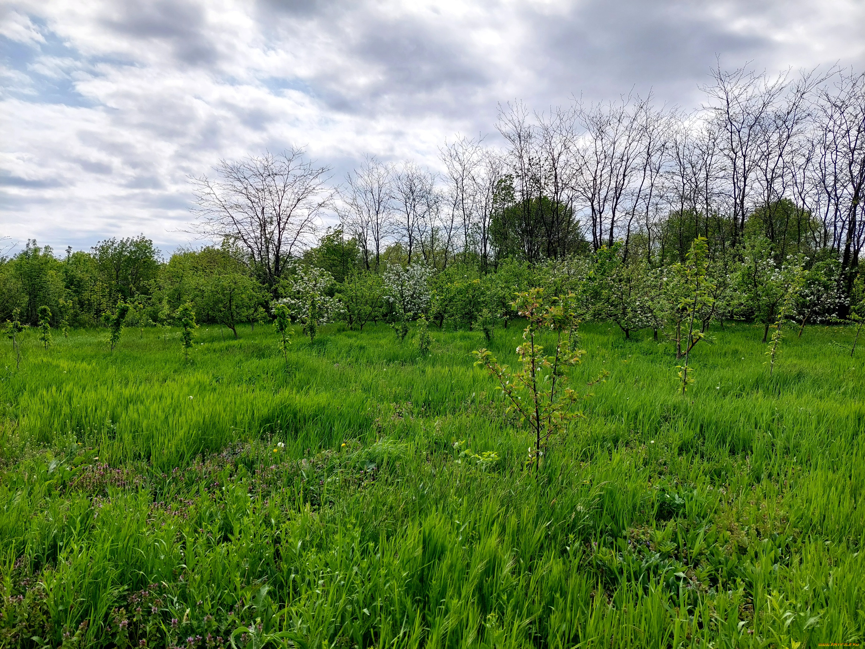 природа, пейзажи, сад, весна