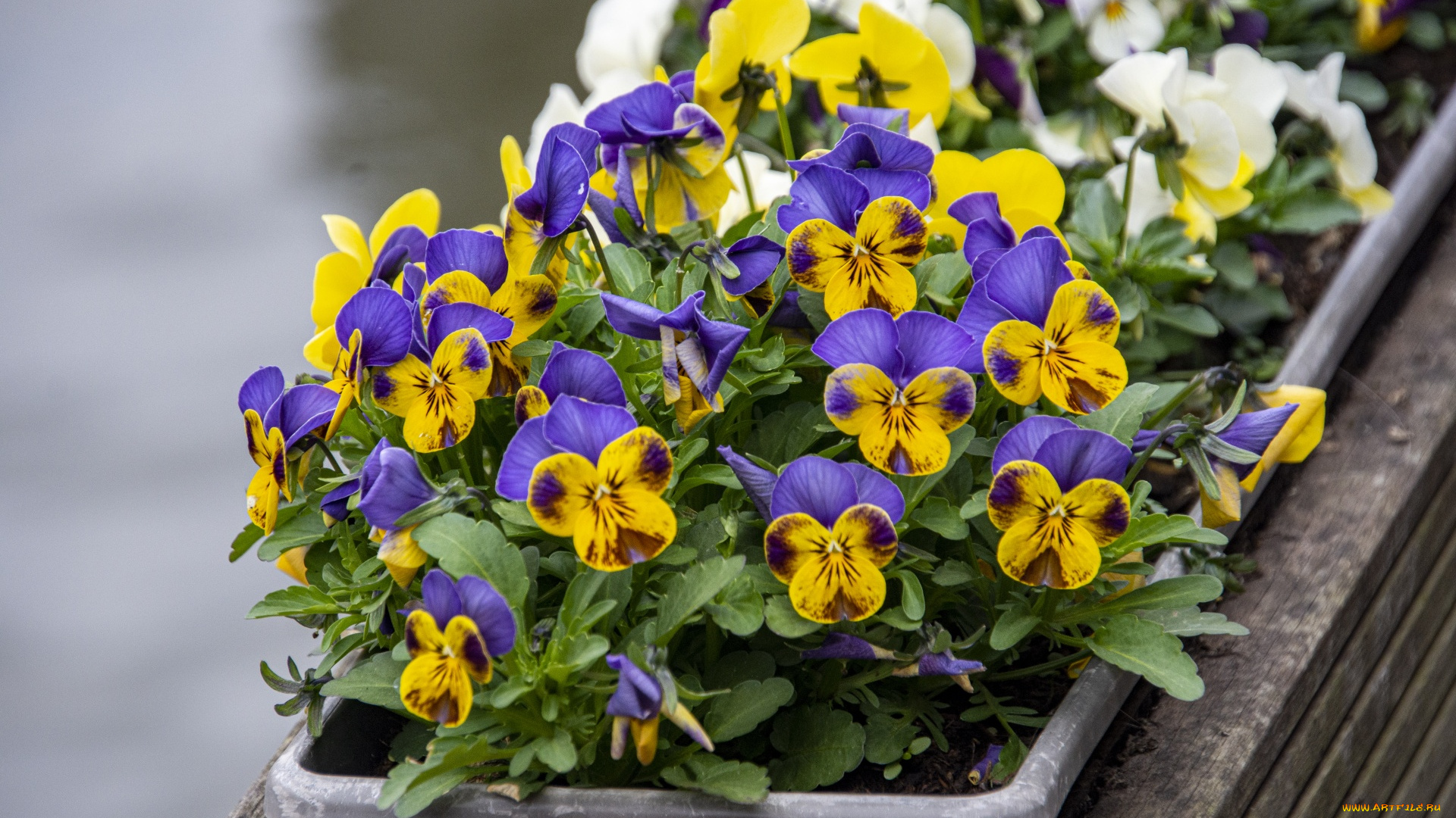 цветы, анютины, глазки, , садовые, фиалки, разноцветные, глазки, анютины