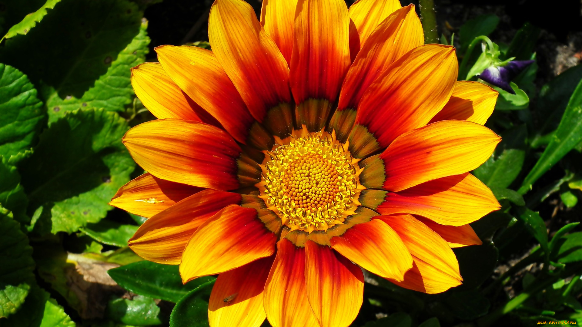 цветы, газания, макро, оранжевая