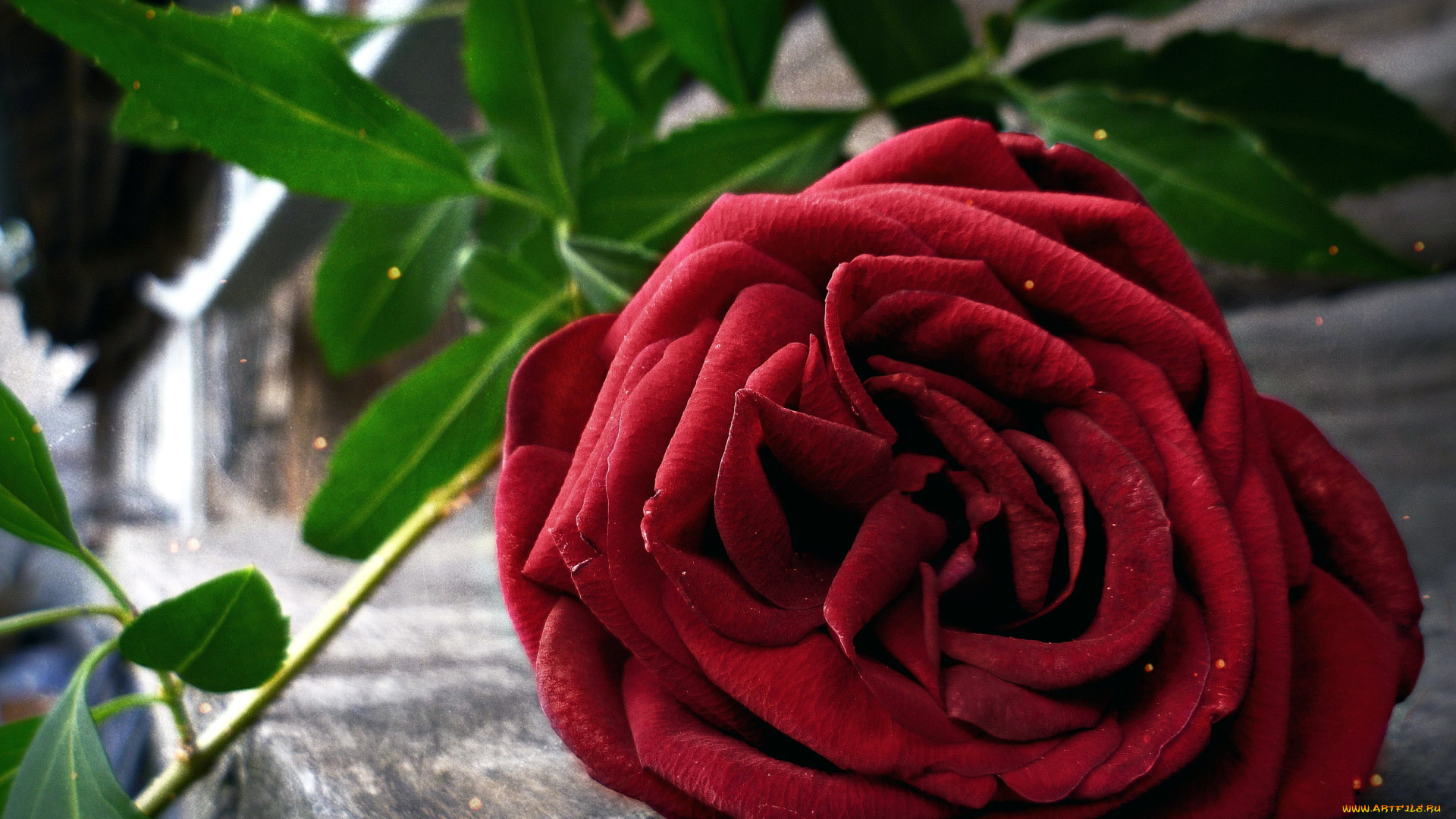 цветы, розы, красная, роза, макро