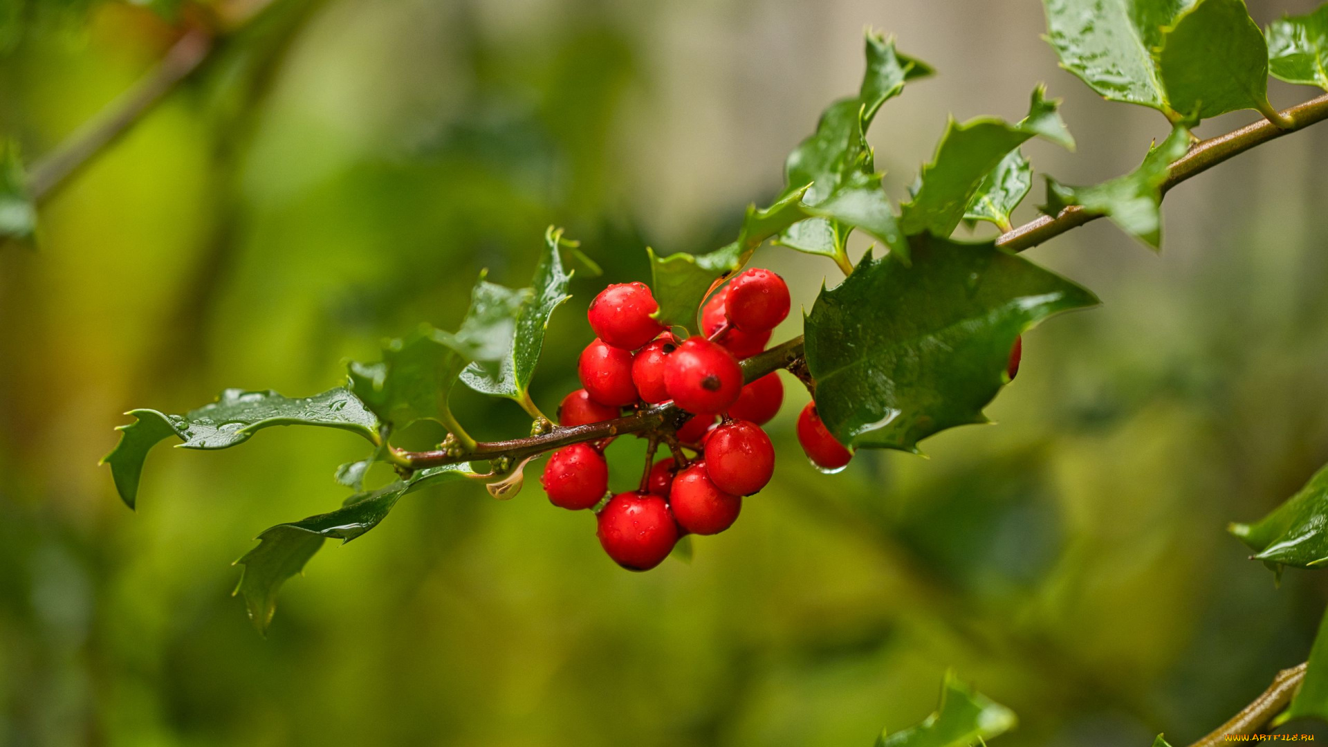природа, ягоды, mistletoe, berries, омела