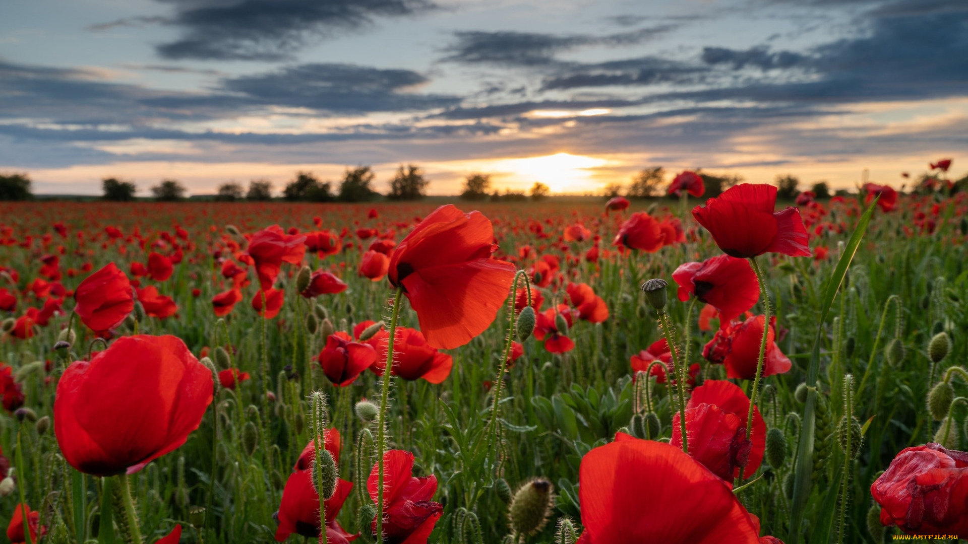 field, of, poppies, wiltshire, england, цветы, маки, field, of, poppies