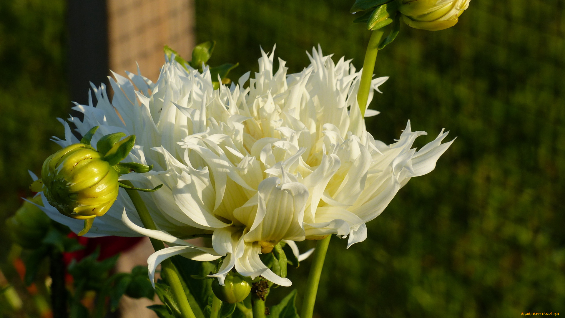 цветы, георгины, белый, георгин, бутоны