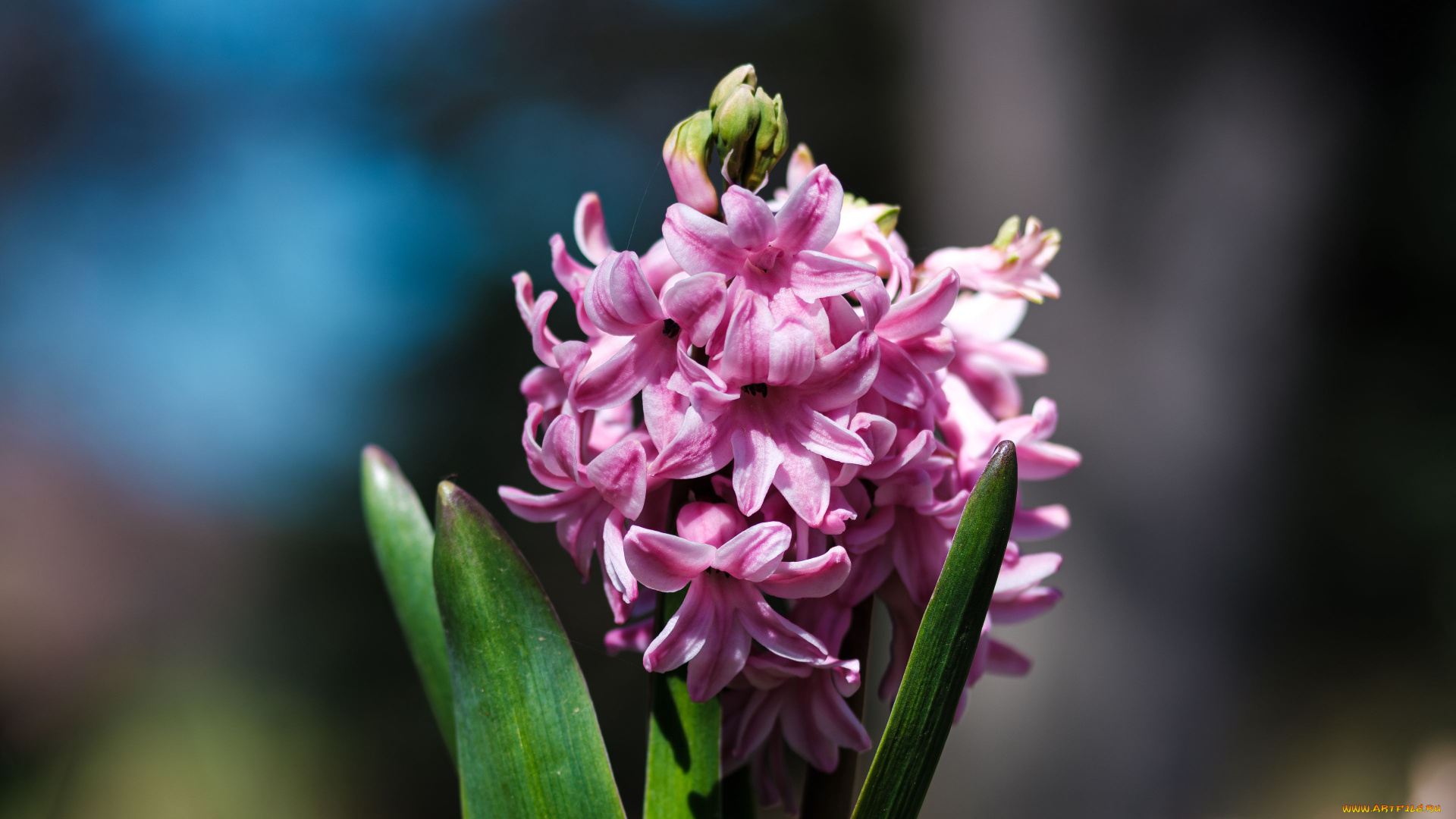 цветы, гиацинты, розовый, гиацинт, макро