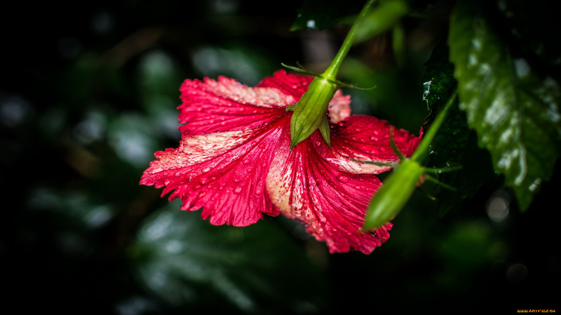 цветы, гибискусы, красный, гибискус, макро, капли