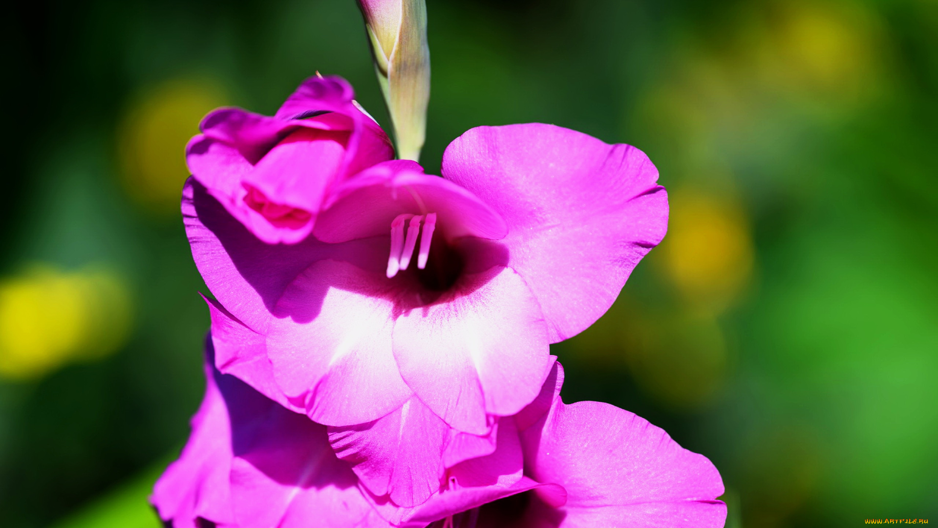 цветы, гладиолусы, лиловый, гладиолус, макро