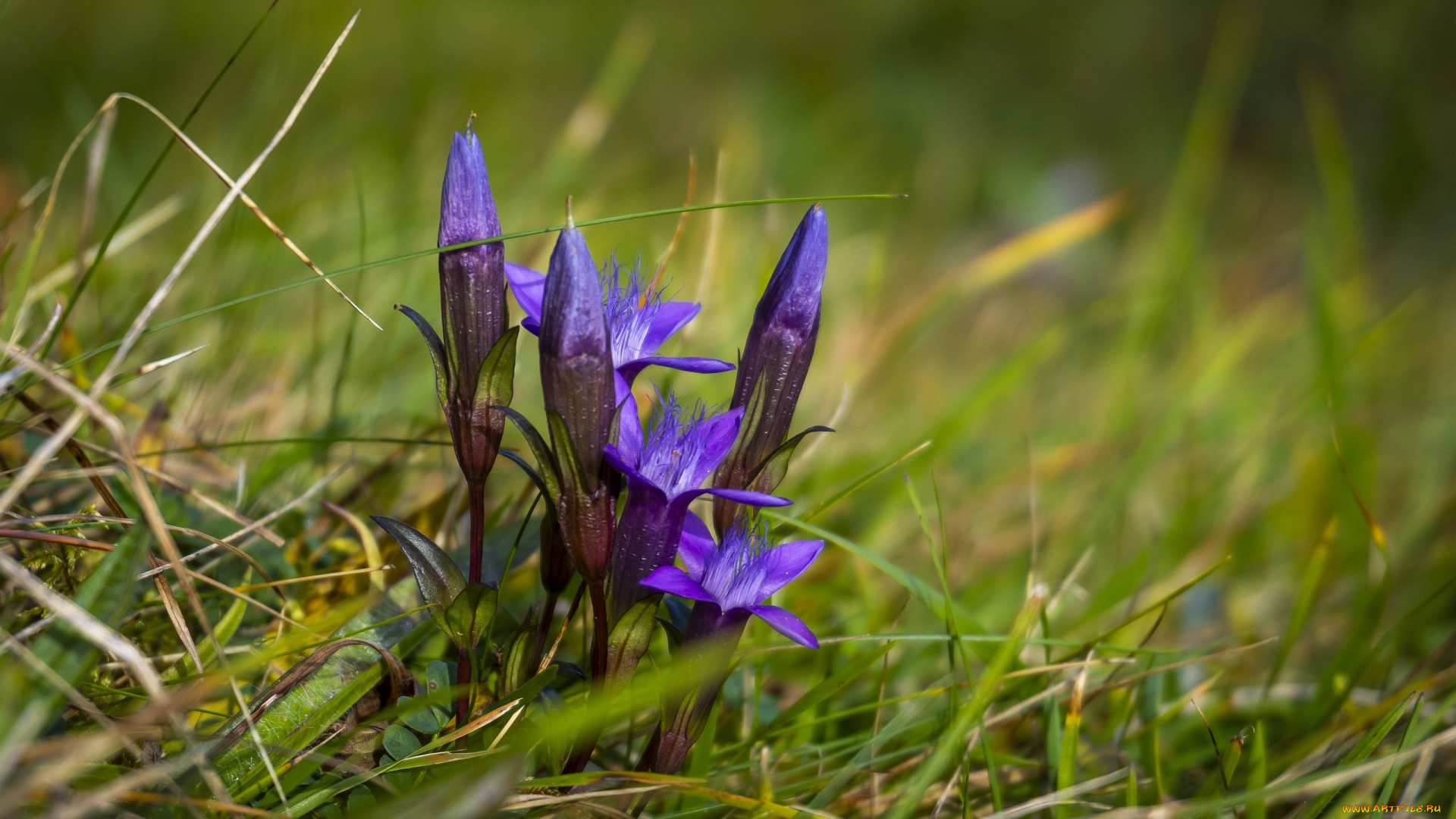 цветы, горечавки, трава, синяя, горечавка, бутоны