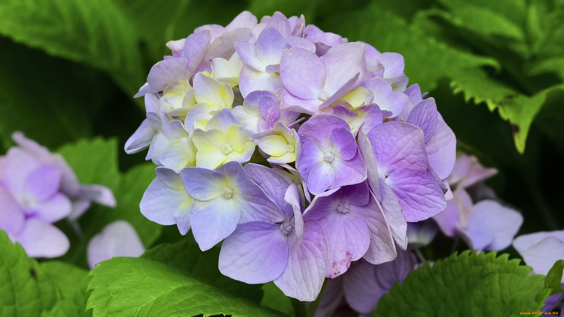 цветы, гортензия, соцветие, макро