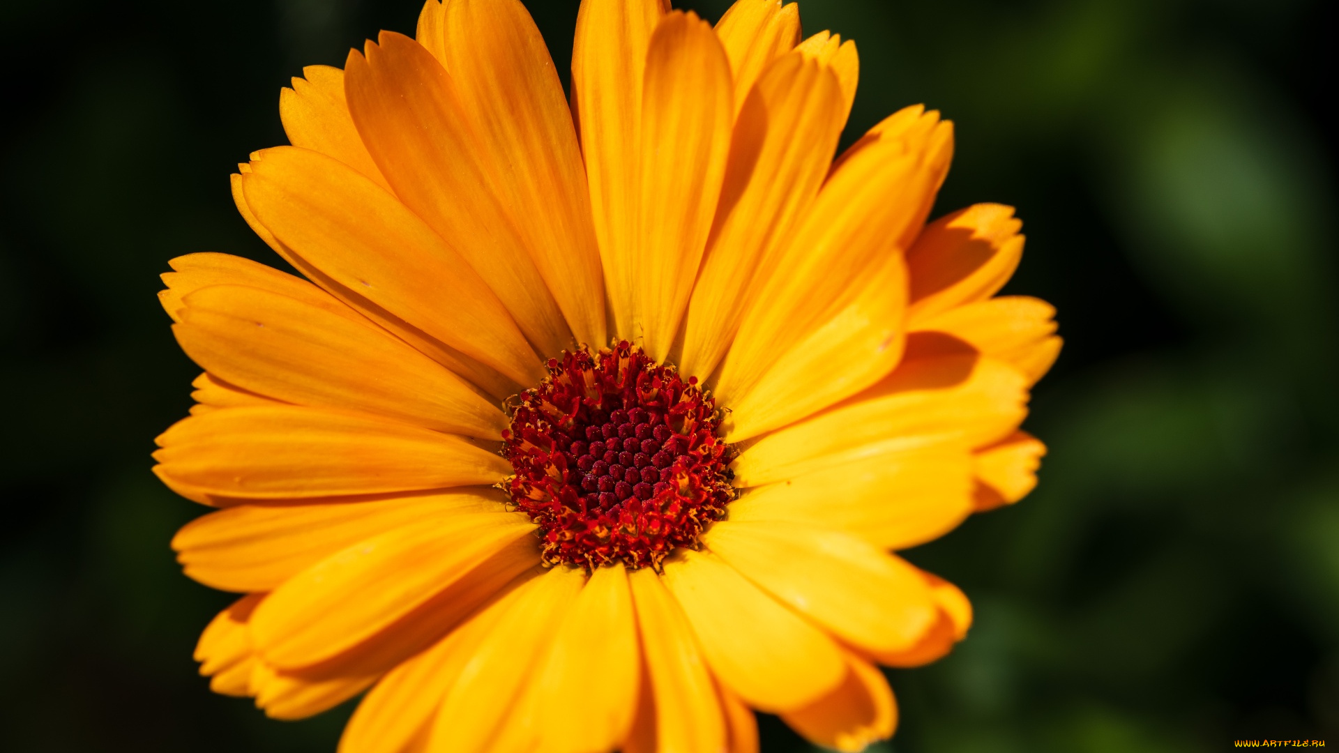 цветы, календула, желтая, макро