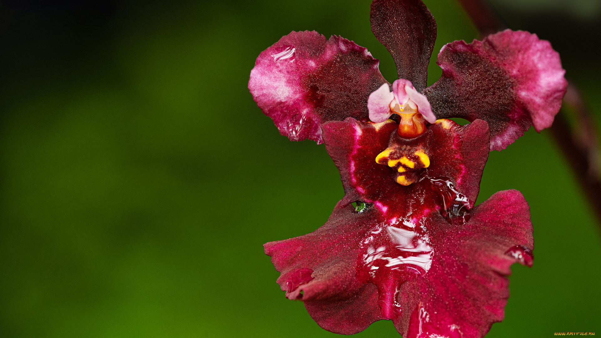 цветы, орхидеи, цветок
