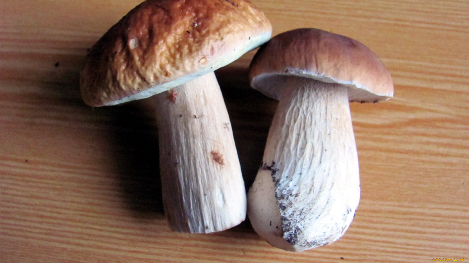 еда, грибы, , грибные, блюда, боровики