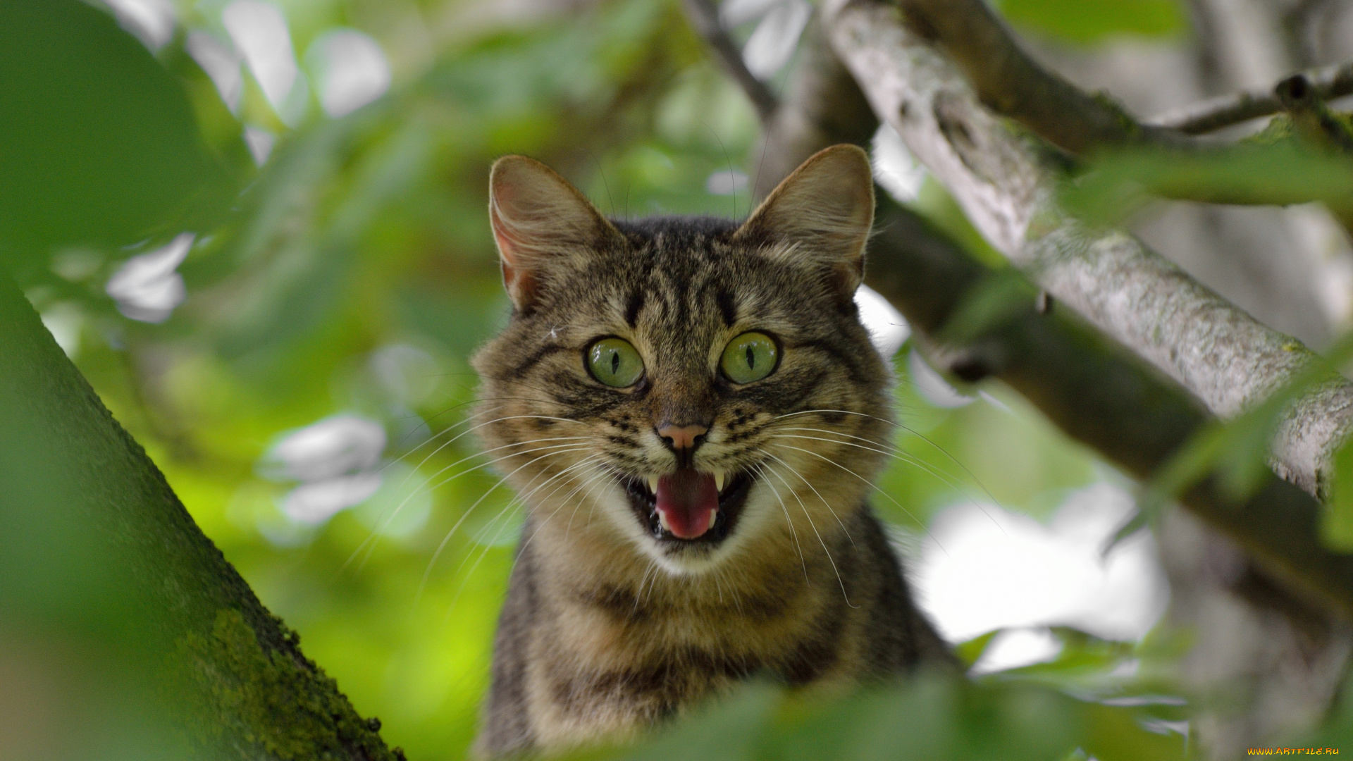 животные, коты, дерево, кот