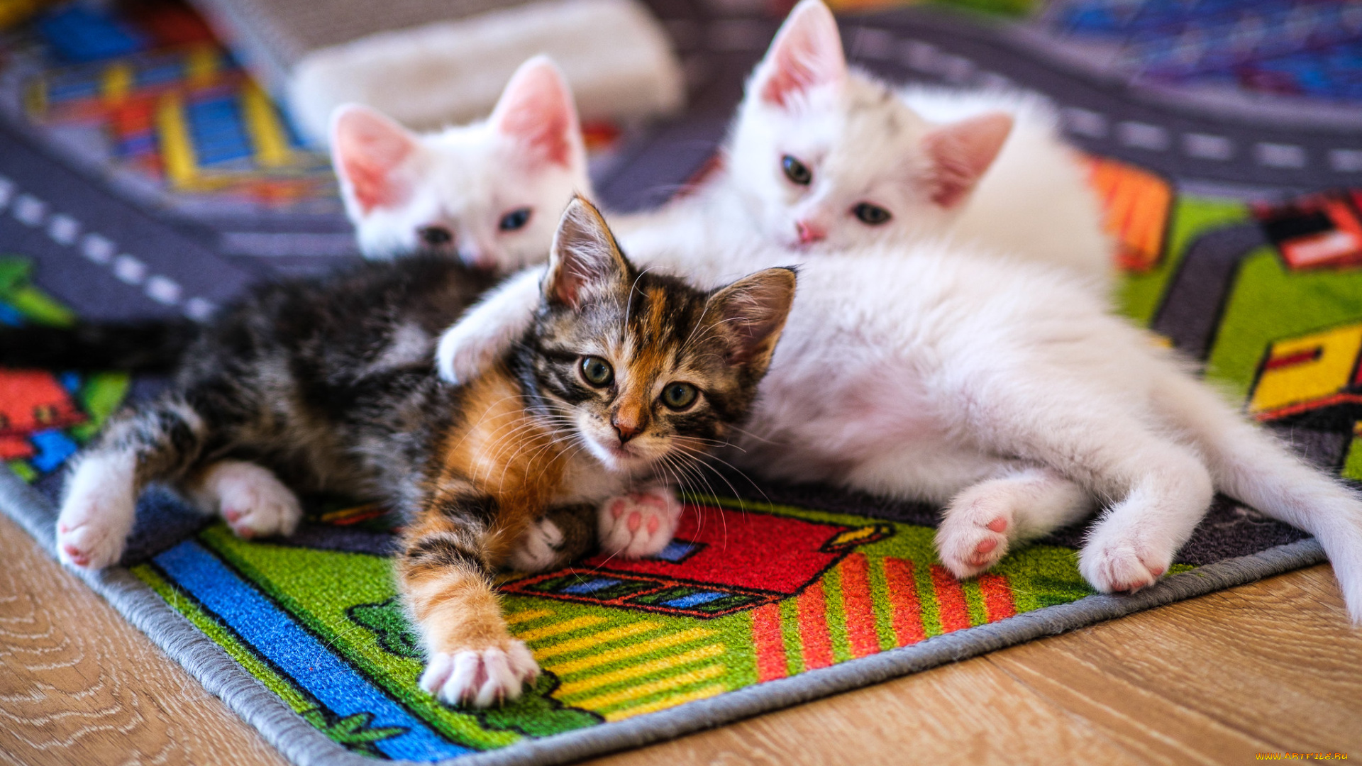 животные, коты, котята