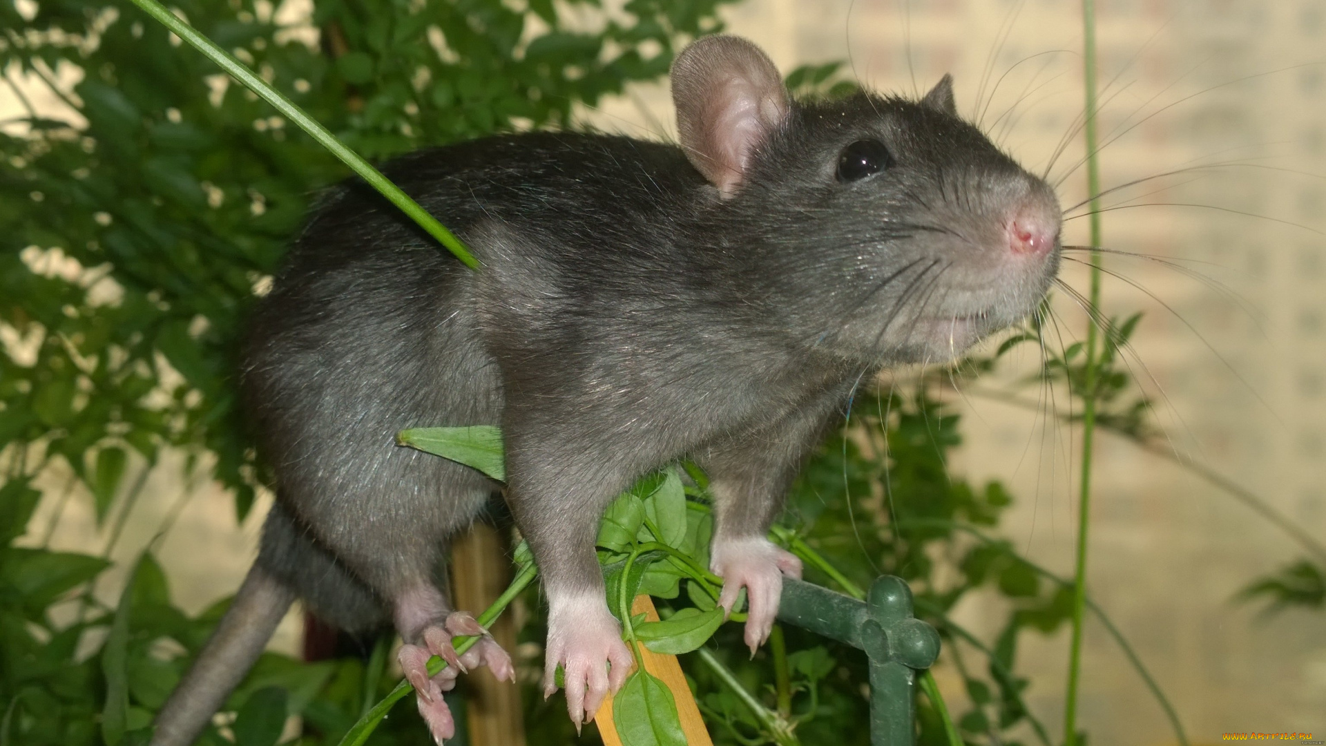 животные, крысы, , мыши, крыса