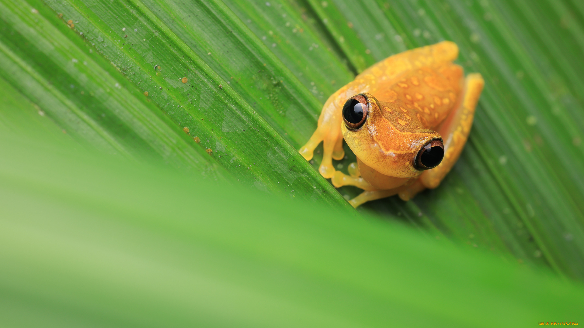 животные, лягушки, лягушка