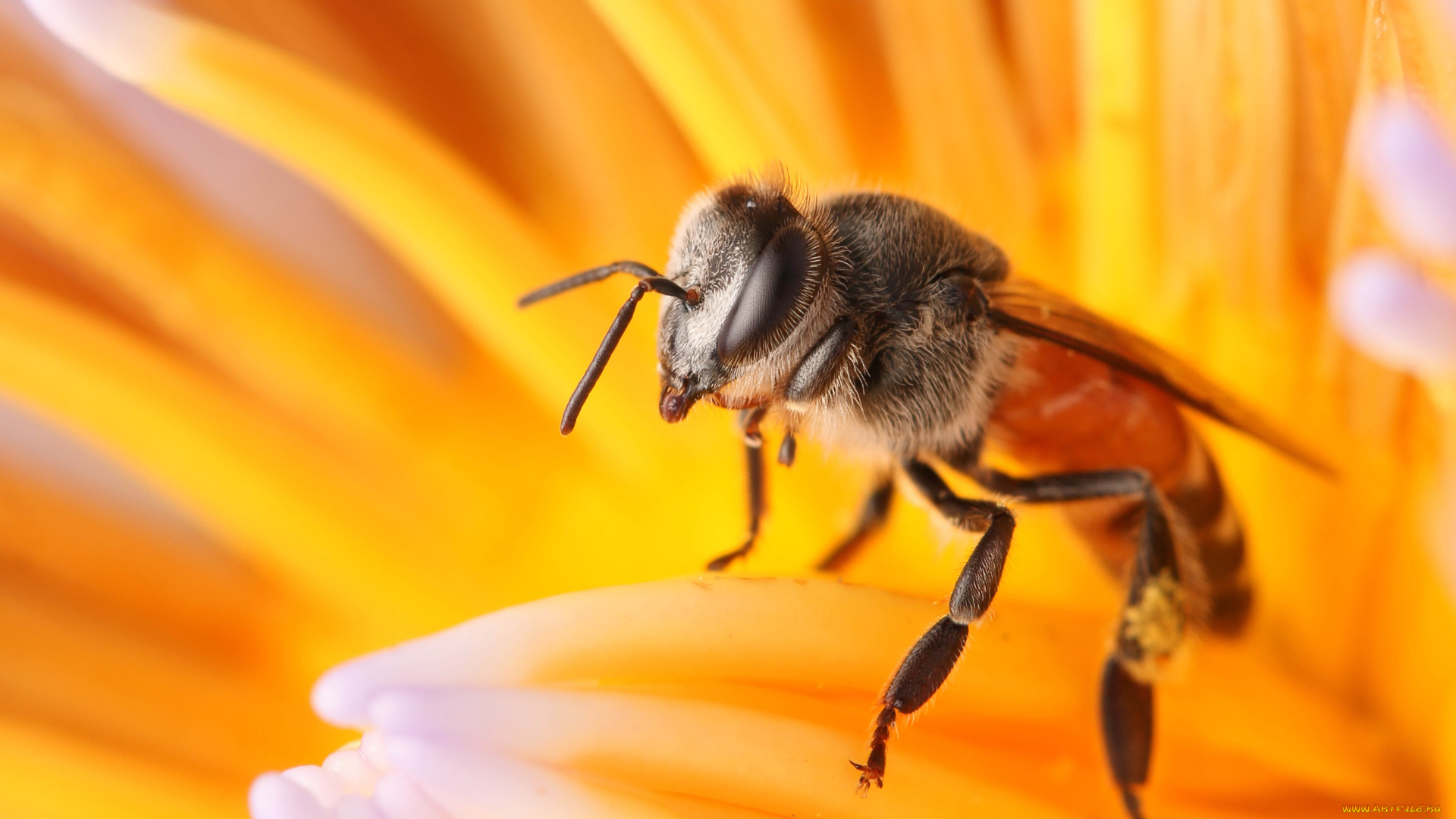 животные, пчелы, , осы, , шмели, пчела