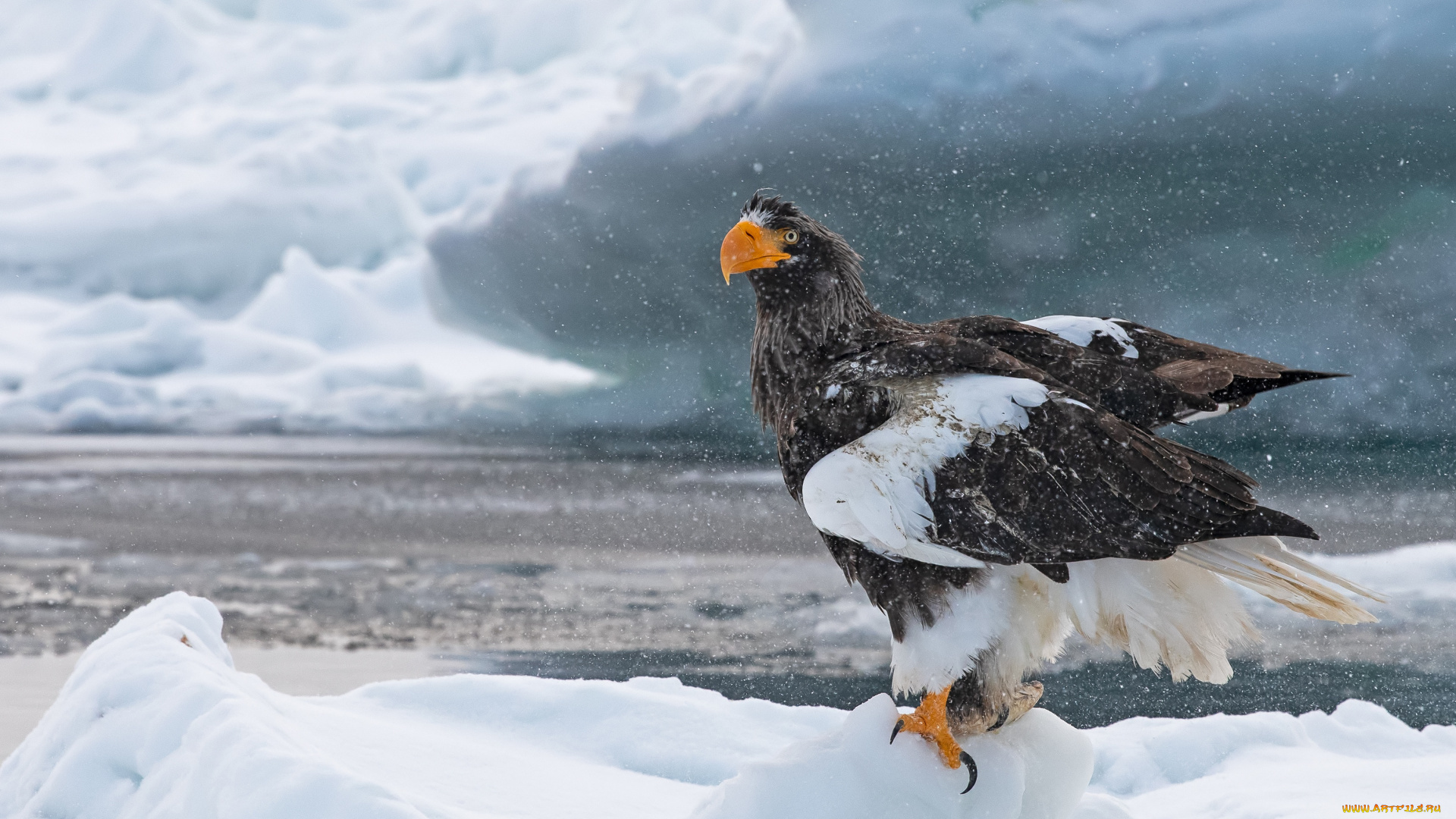 животные, птицы, -, хищники, птица