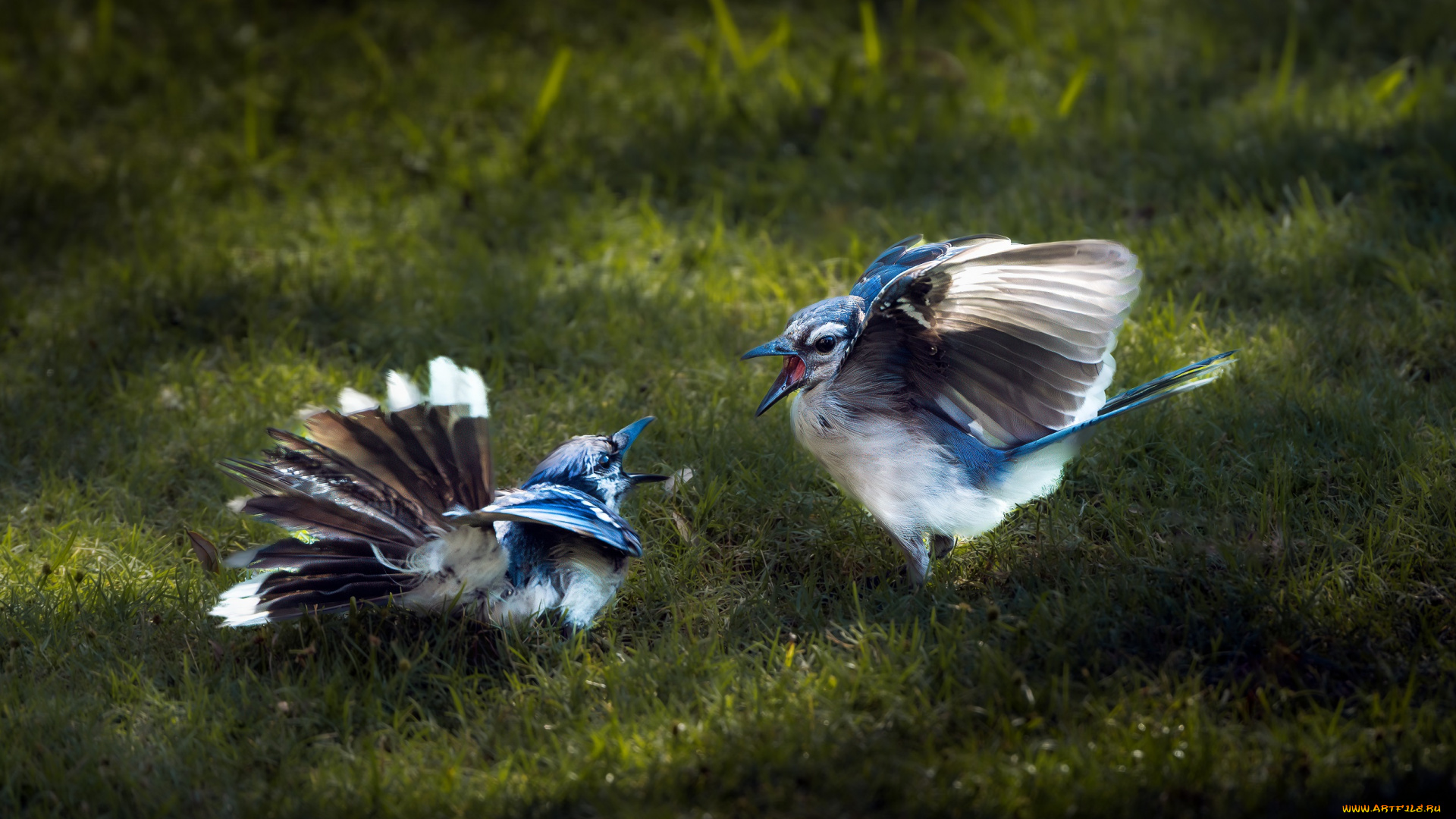 животные, птицы