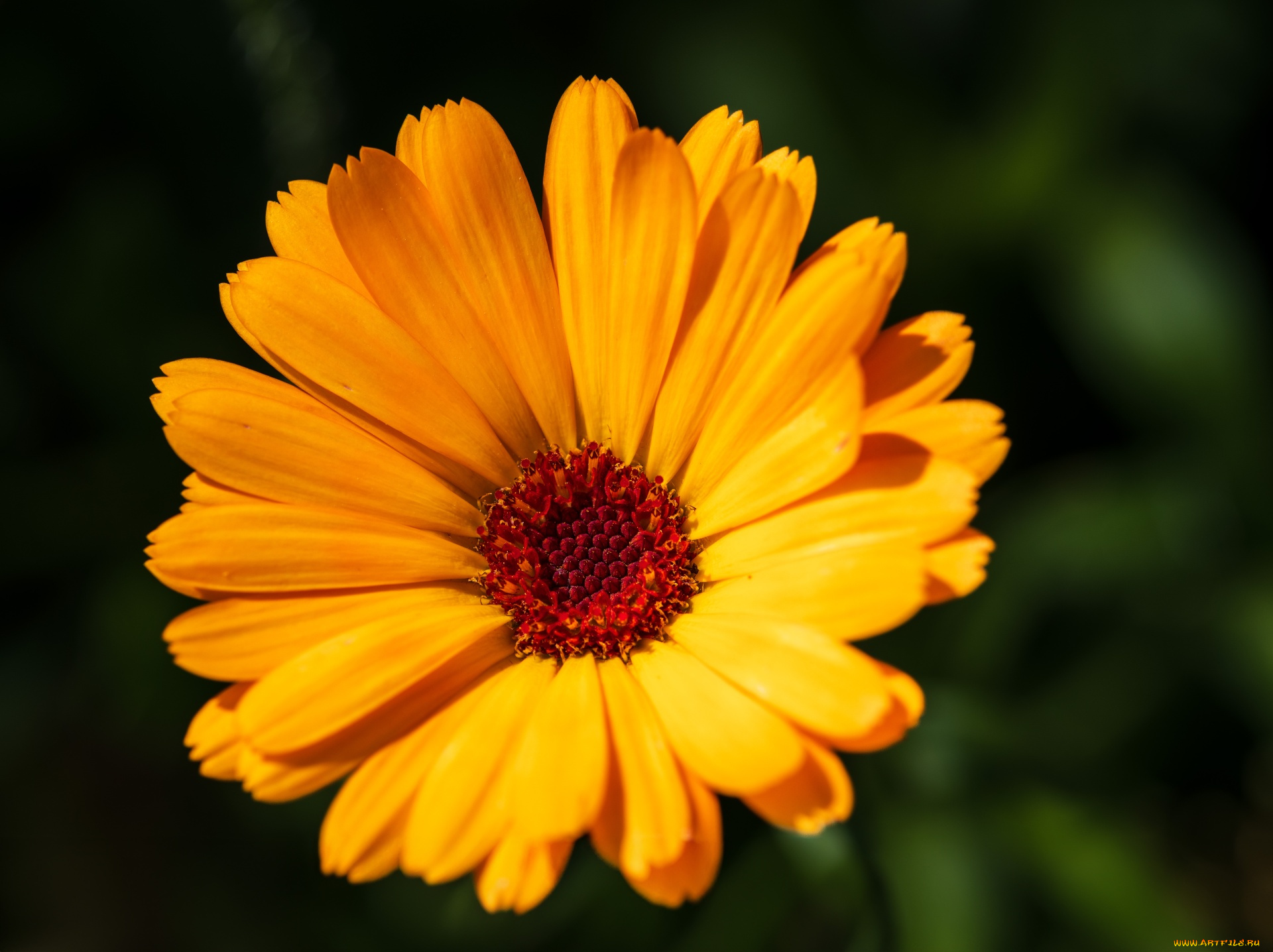 цветы, календула, желтая, макро