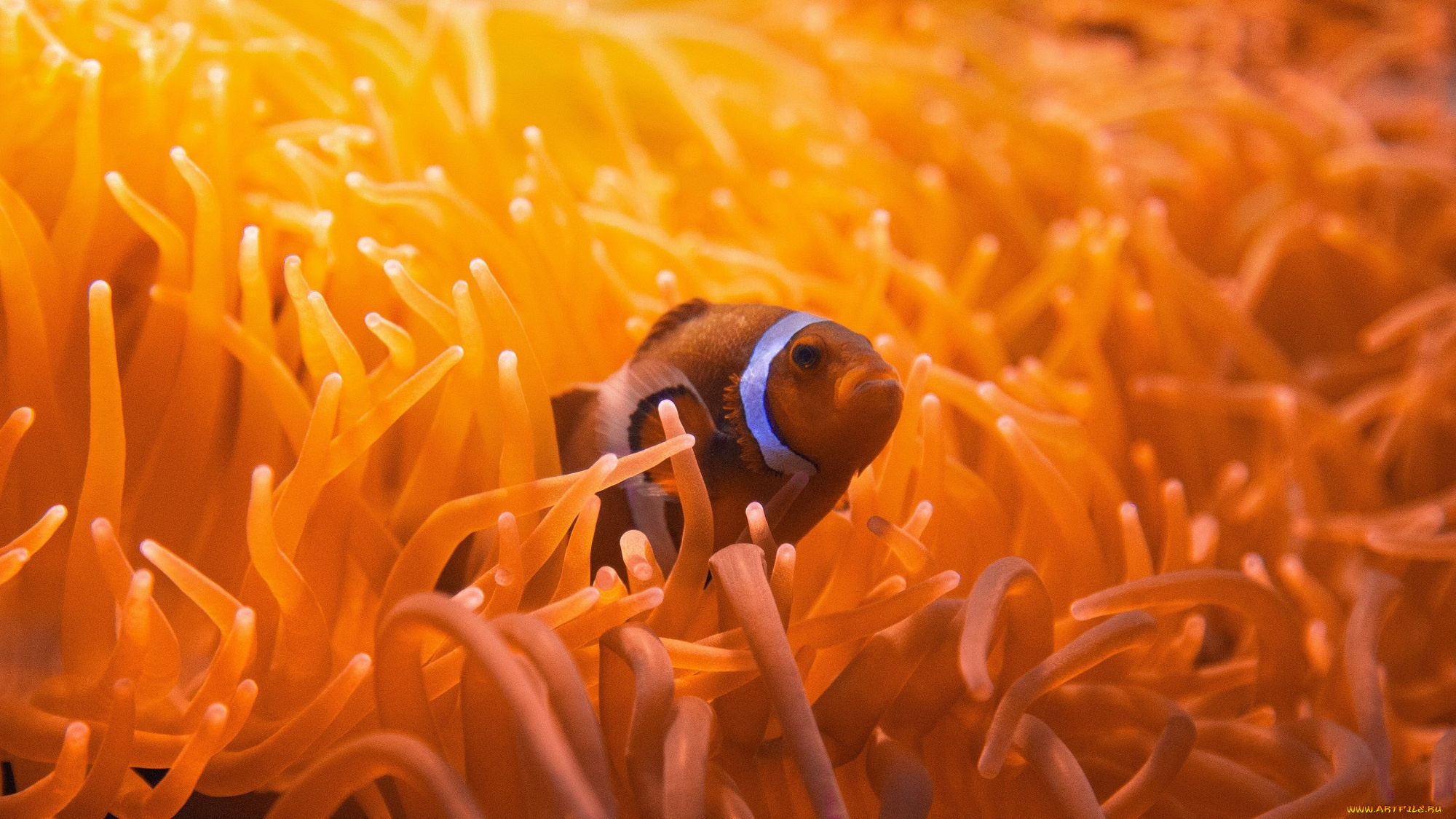 животные, рыбы, рыба