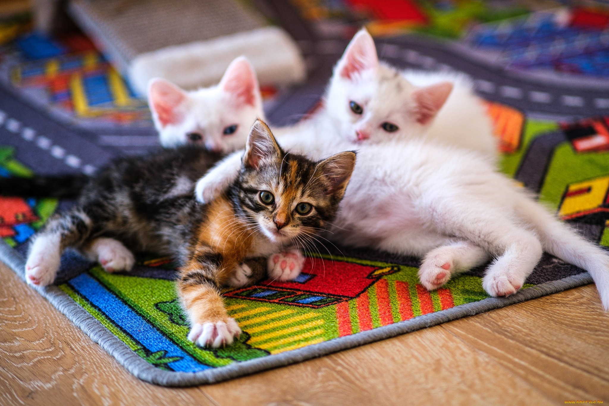 животные, коты, котята