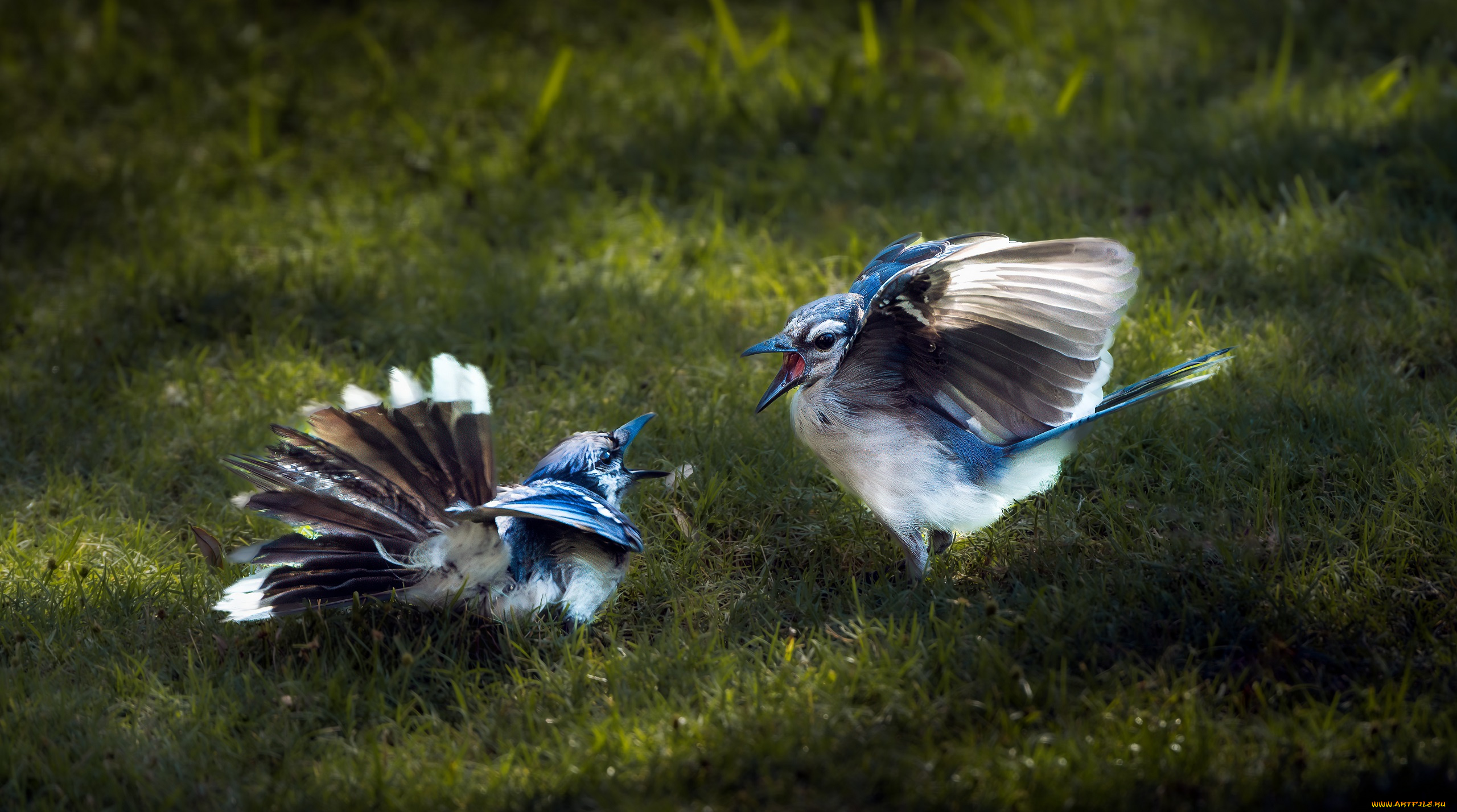 животные, птицы