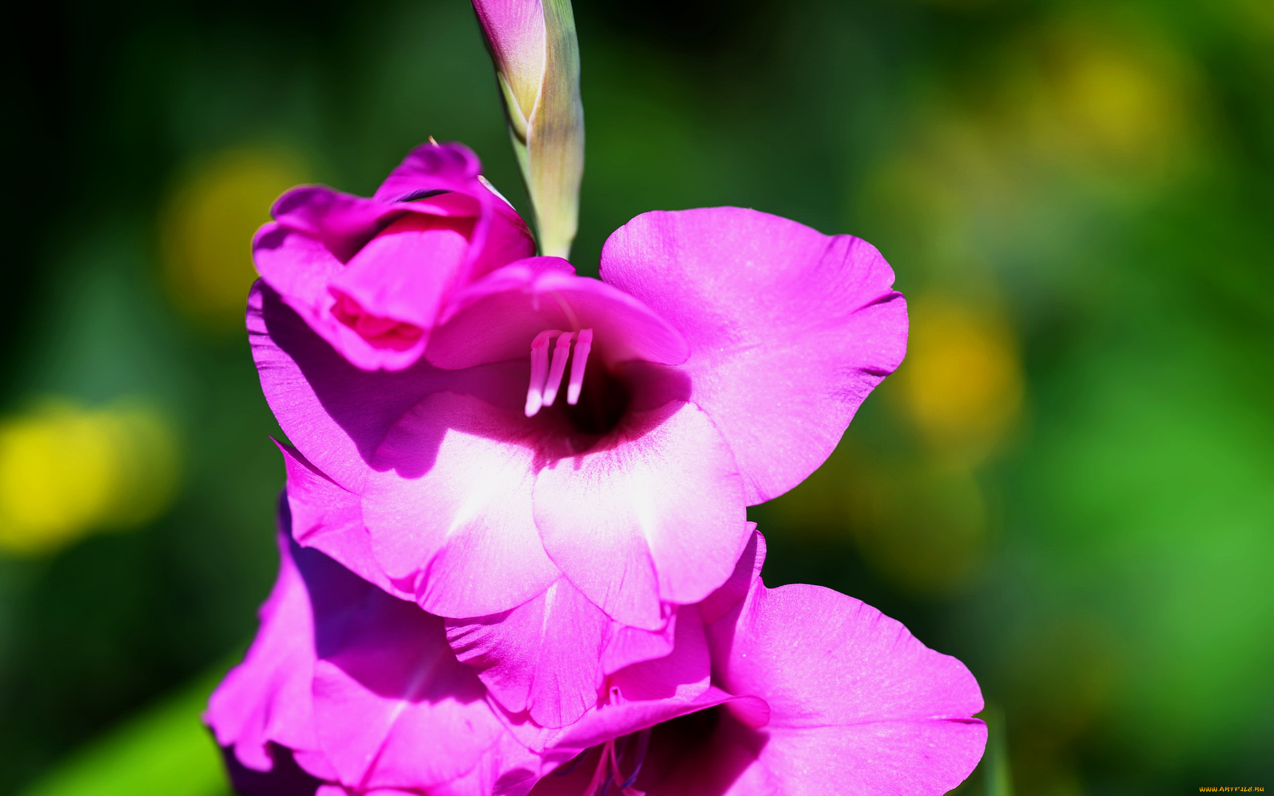 цветы, гладиолусы, лиловый, гладиолус, макро