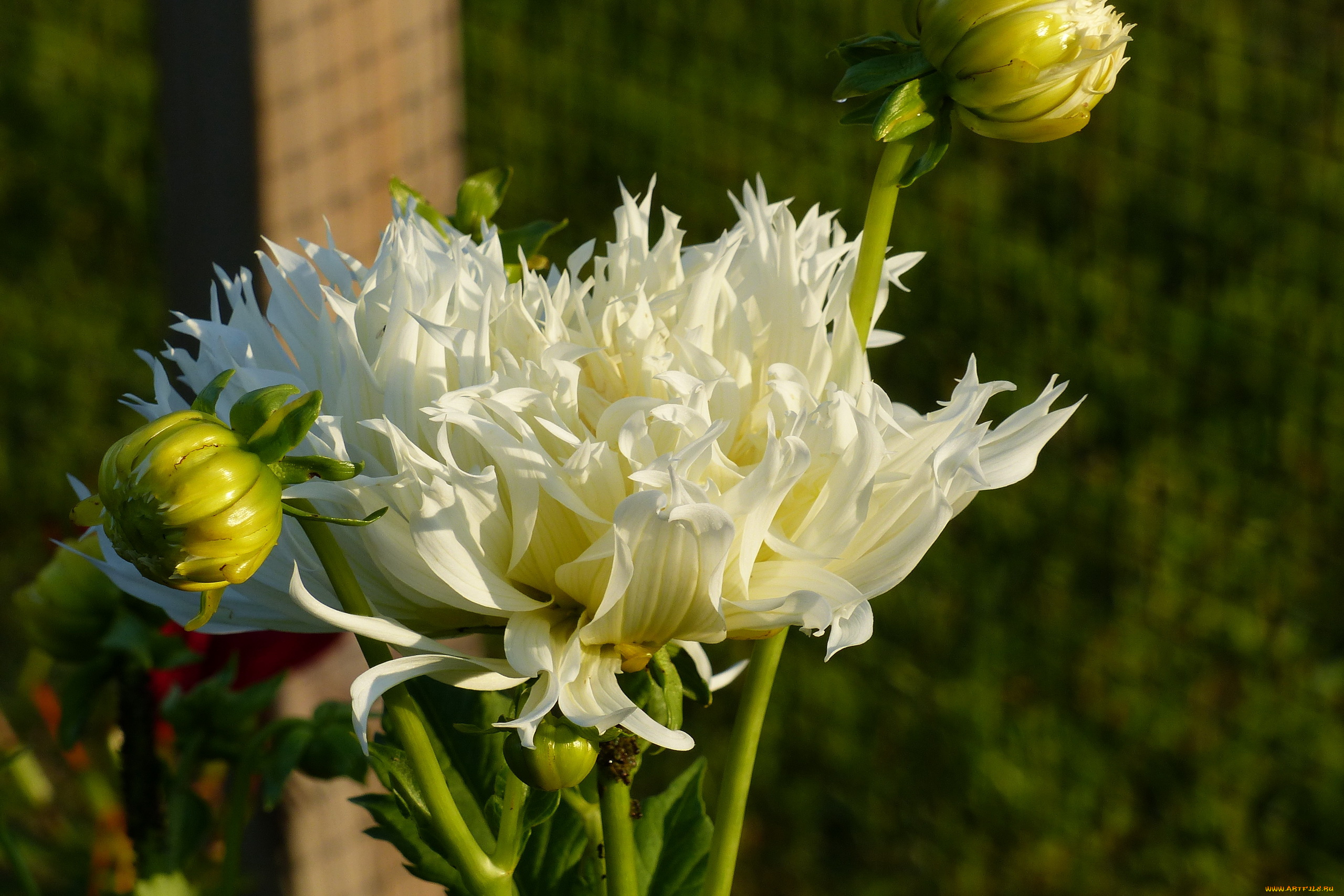 цветы, георгины, белый, георгин, бутоны