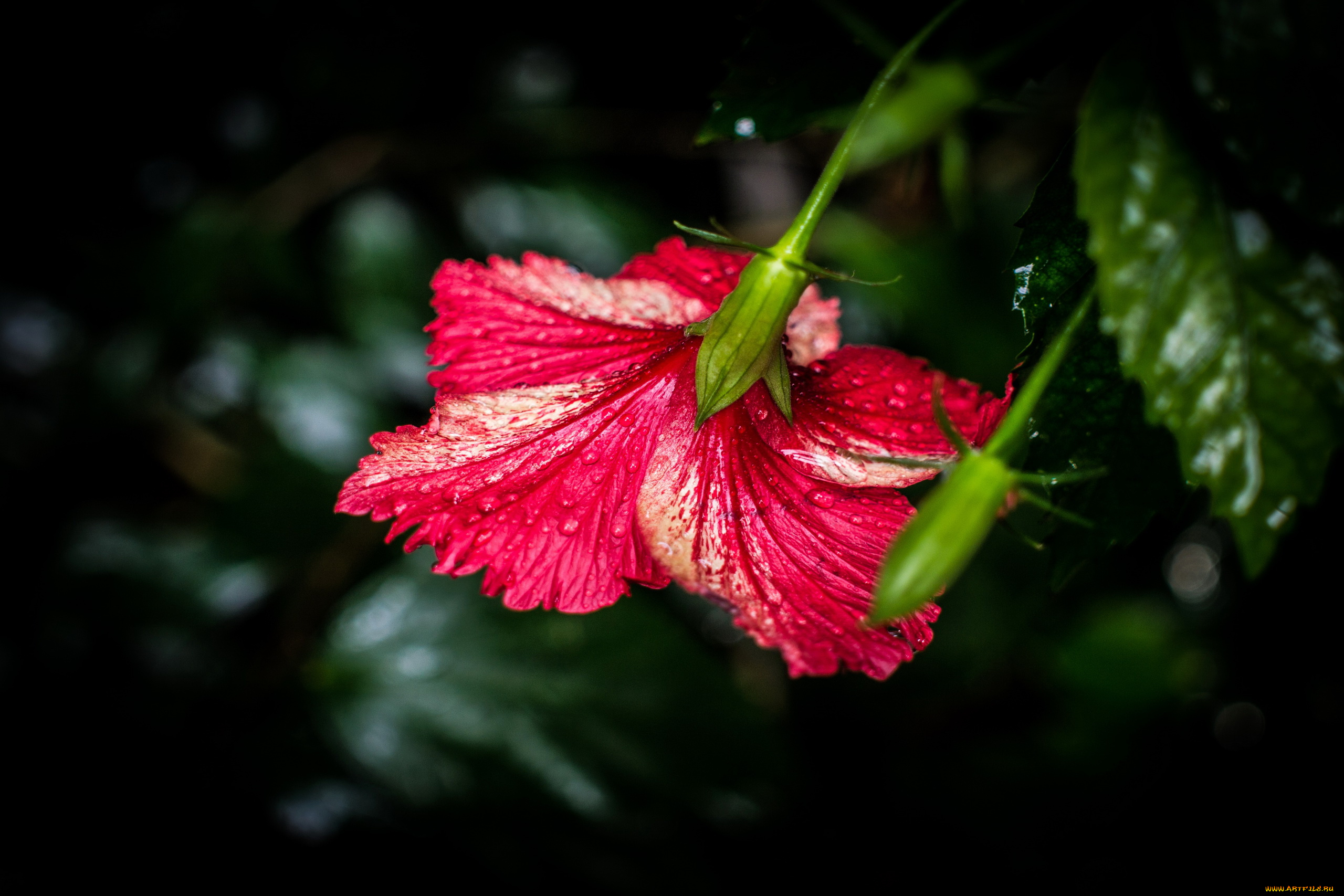 цветы, гибискусы, красный, гибискус, макро, капли