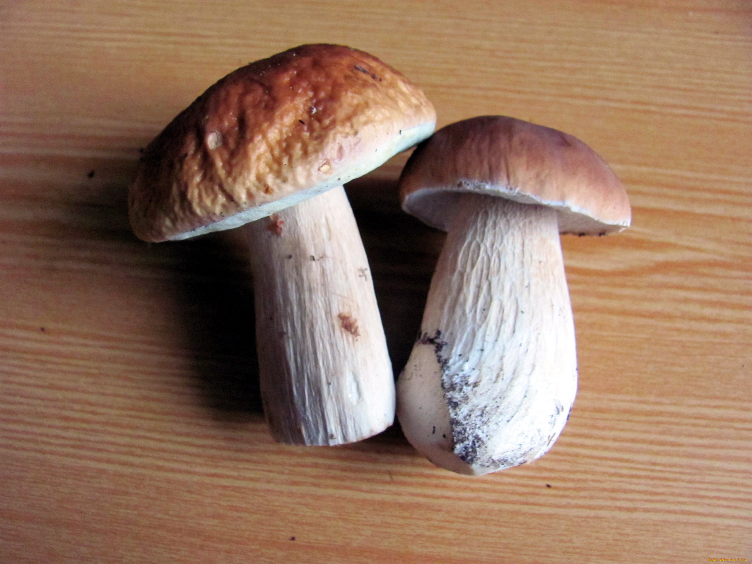 еда, грибы, , грибные, блюда, боровики