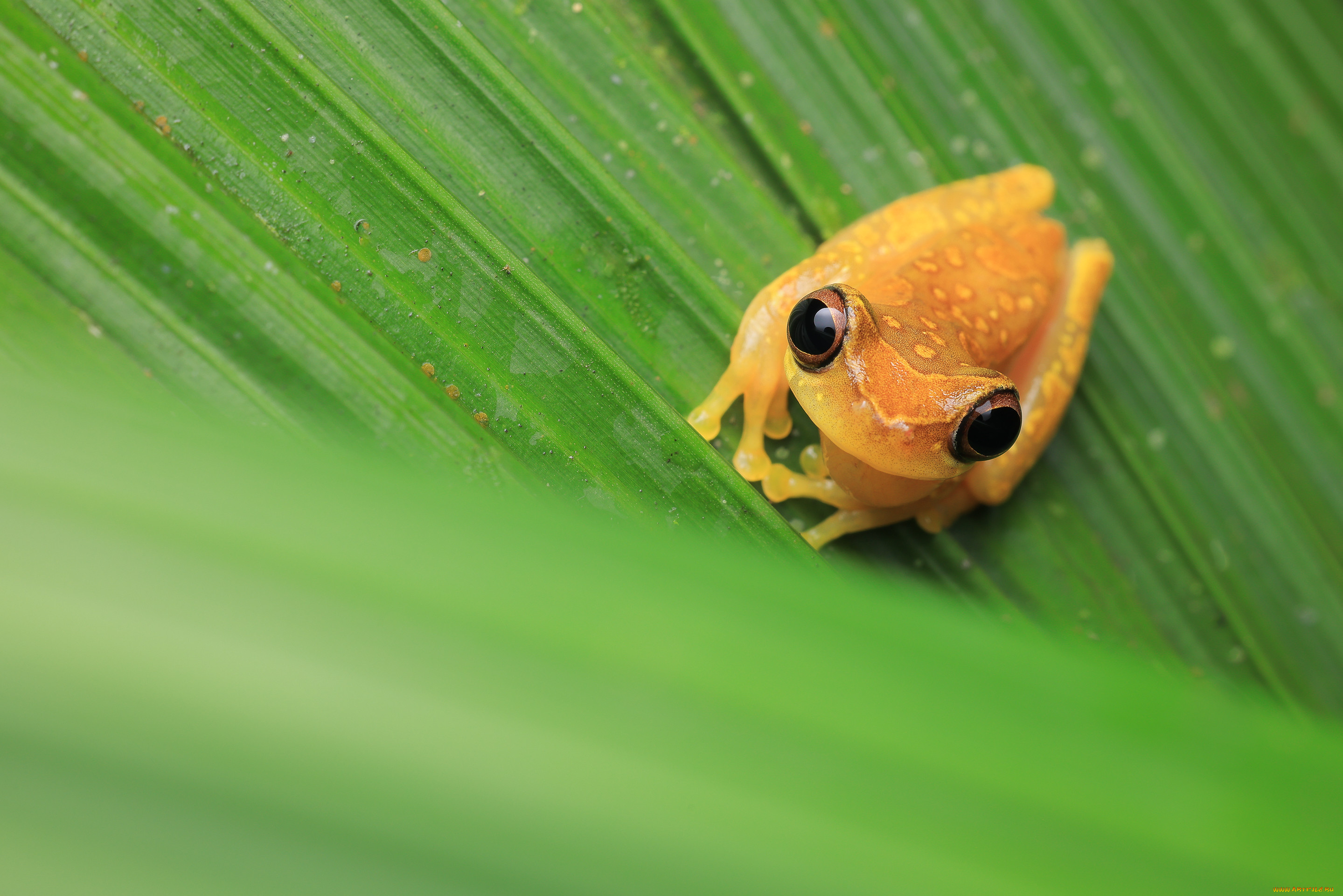 животные, лягушки, лягушка