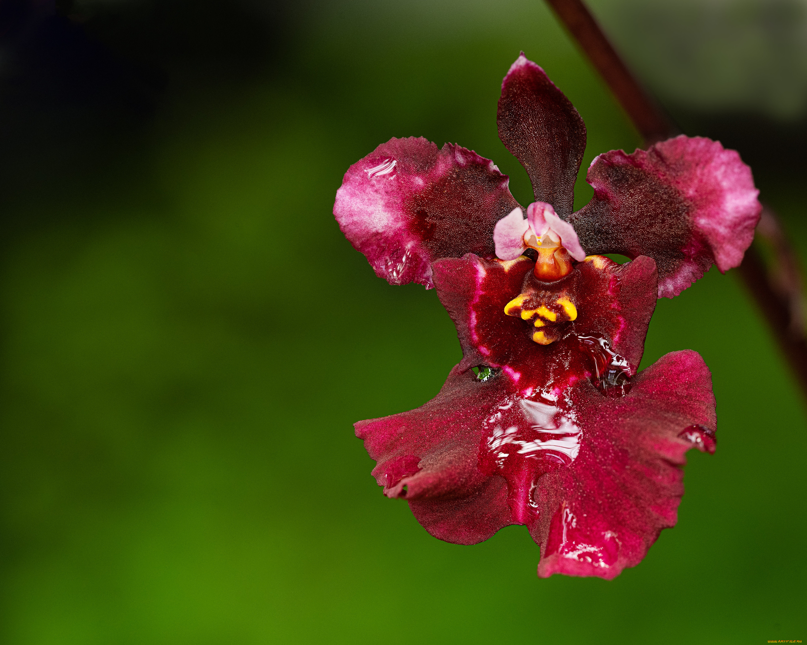 цветы, орхидеи, цветок