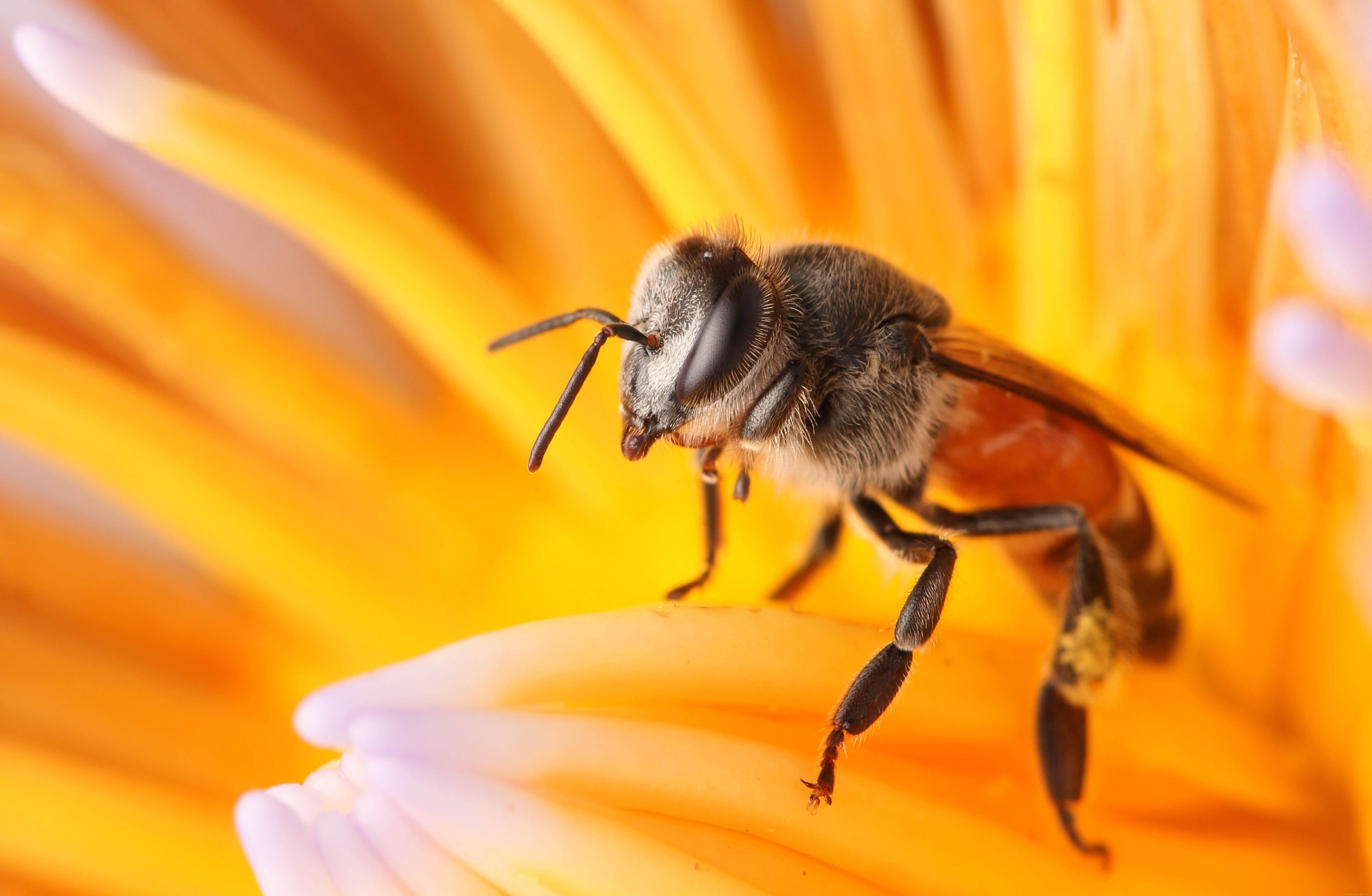 животные, пчелы, , осы, , шмели, пчела