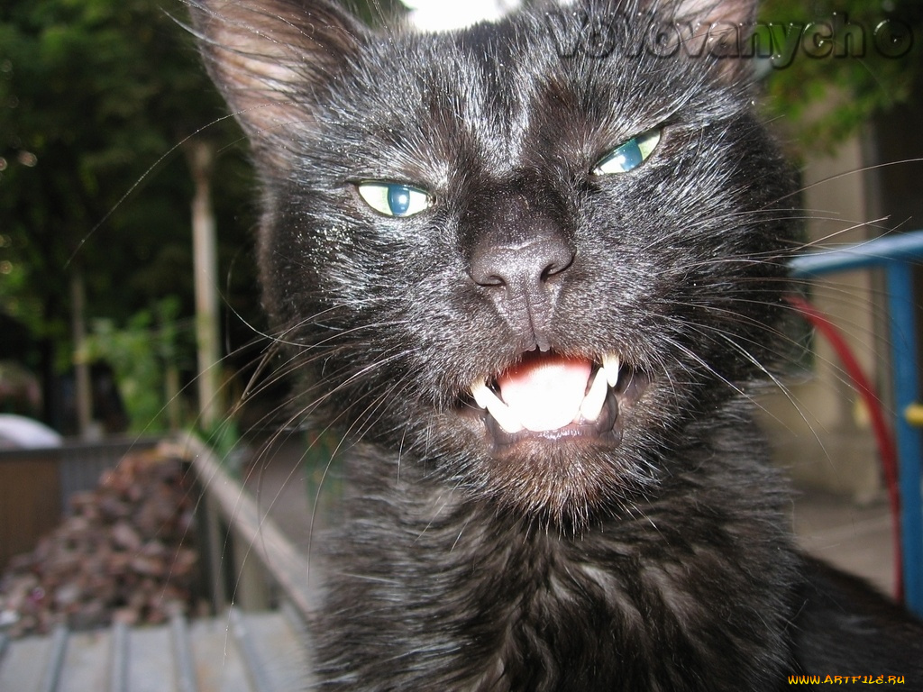 без, комментариев, животные, коты