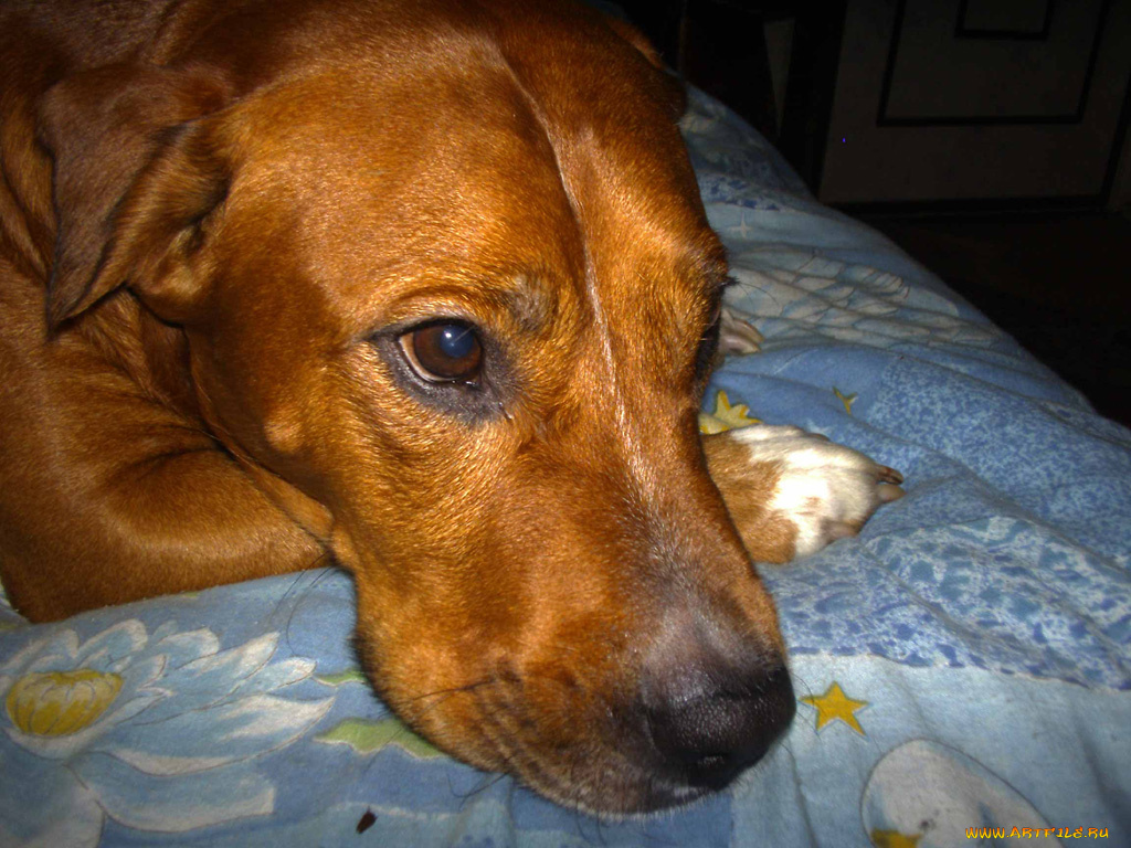 буч, животные, собаки