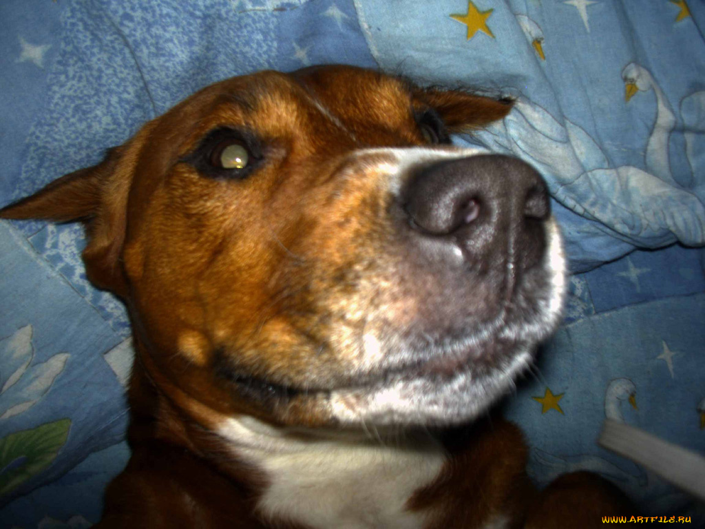 буч, животные, собаки