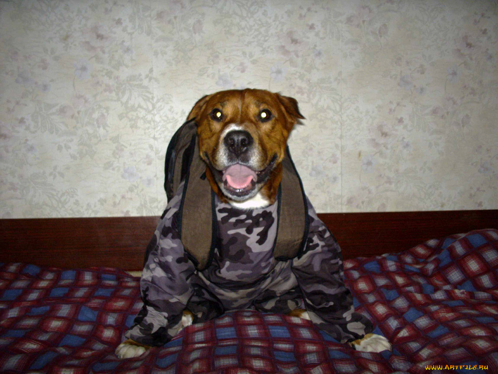 буч, животные, собаки