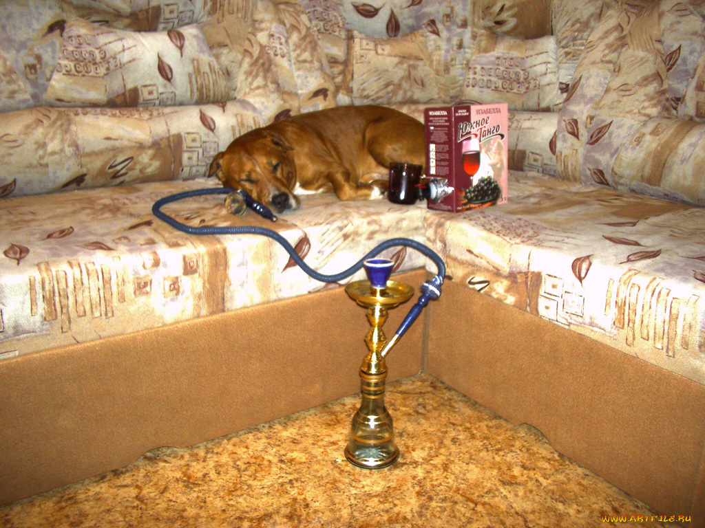 буч, животные, собаки