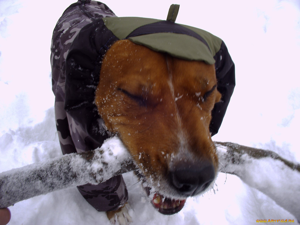 буч, животные, собаки