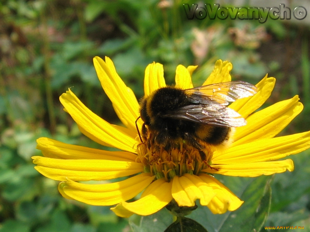 шмэл, животные, пчелы, осы, шмели