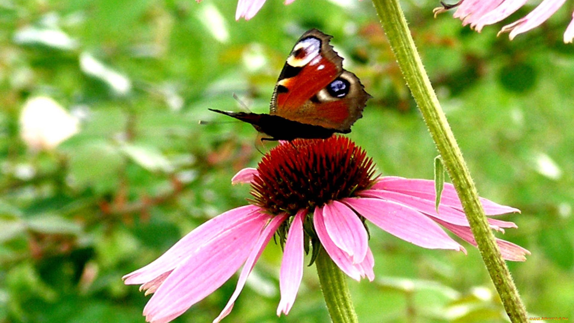 животные, бабочки