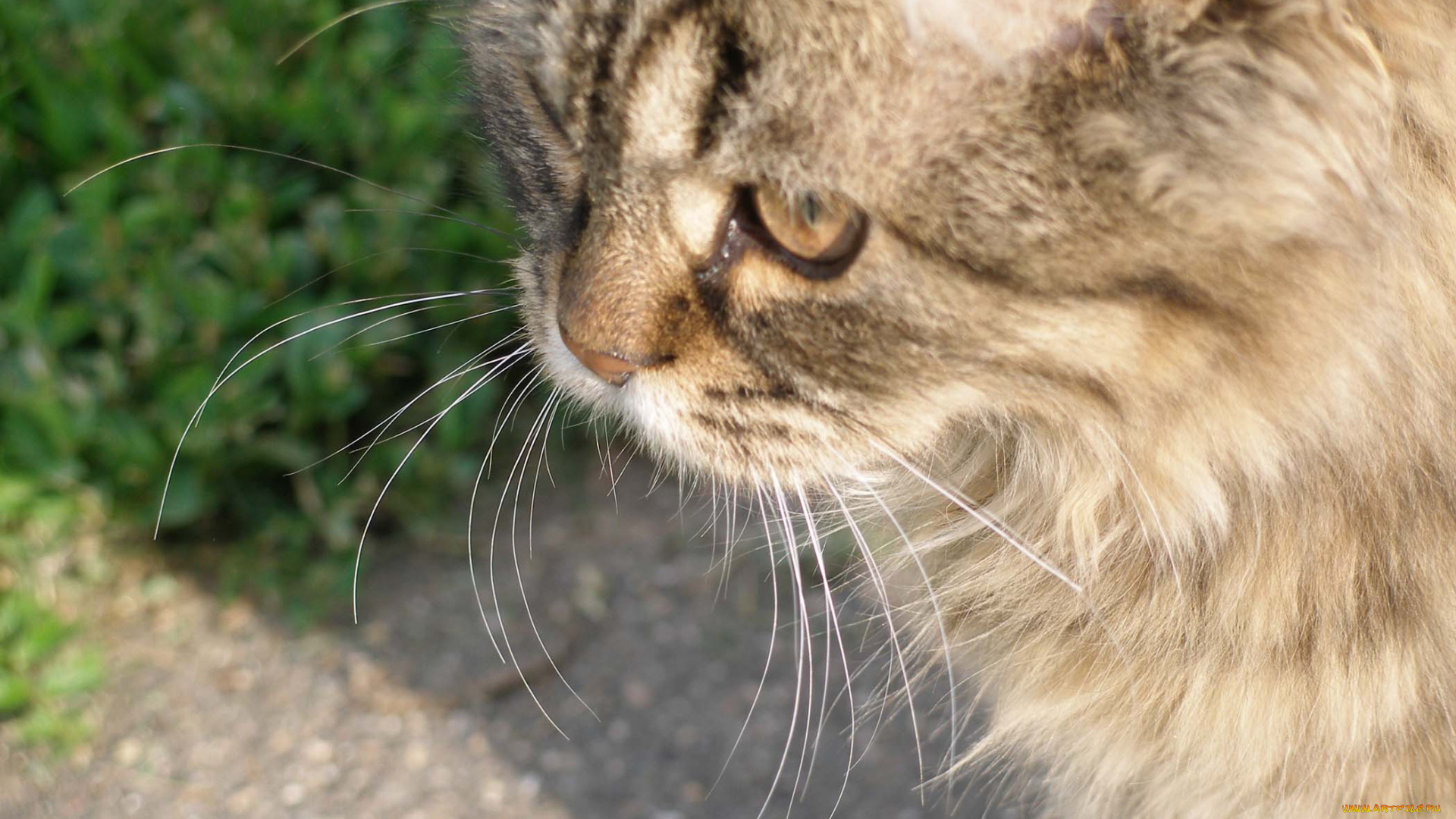 животные, коты