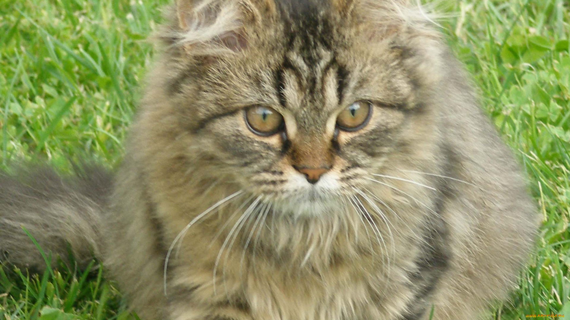 животные, коты