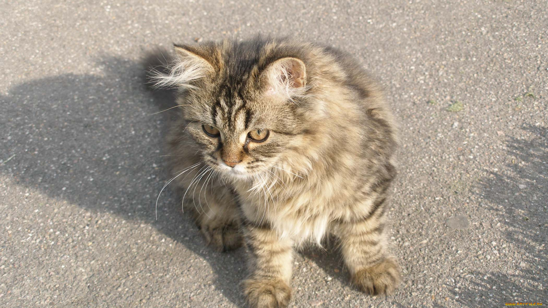 животные, коты