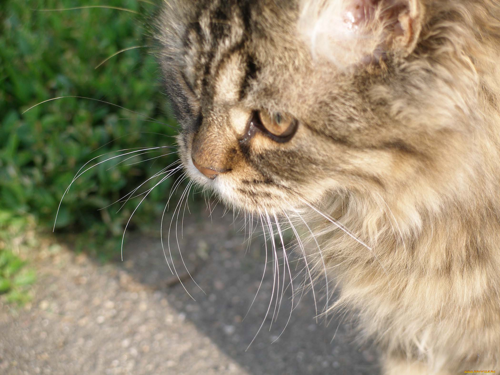 животные, коты