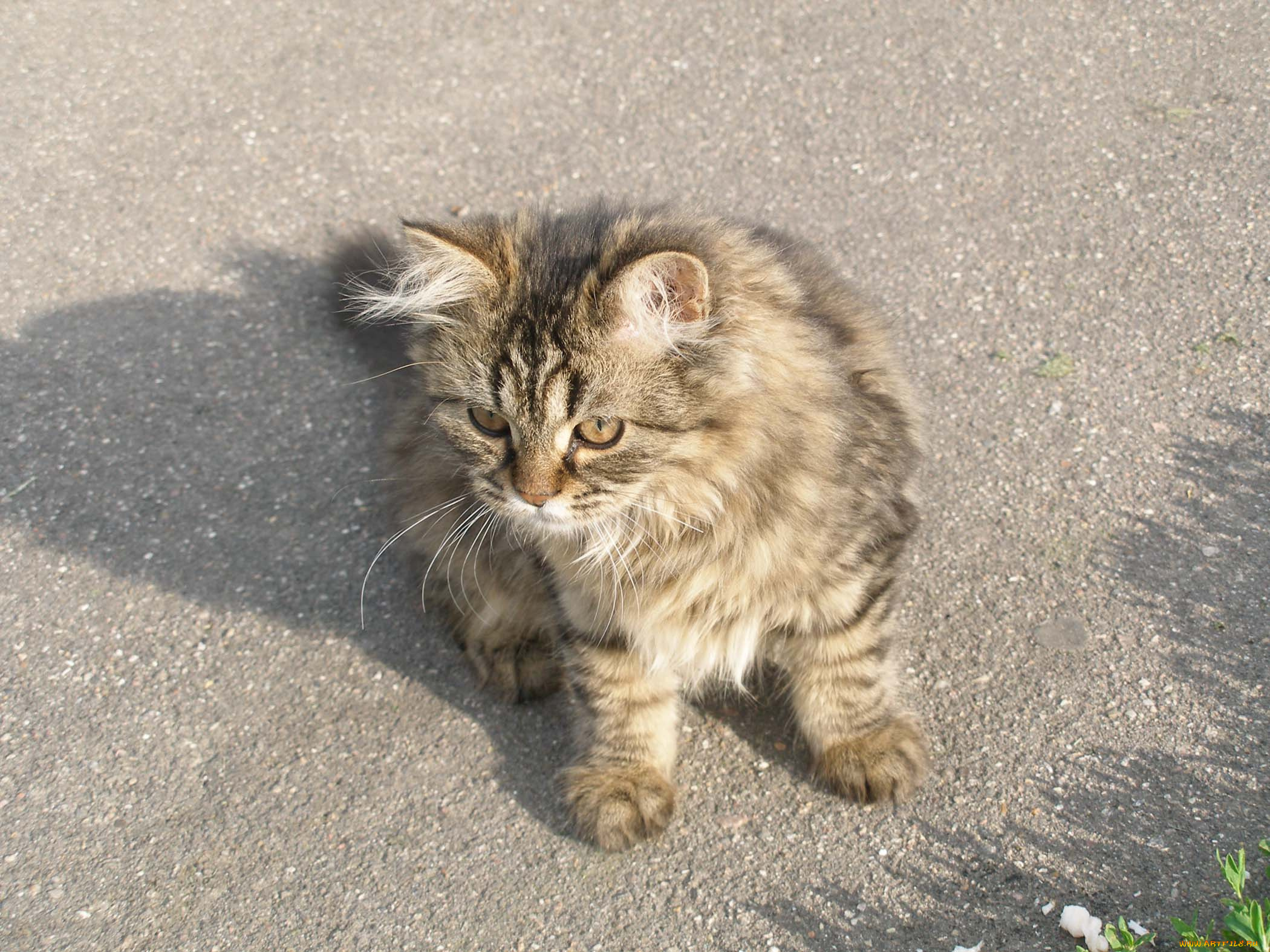 животные, коты