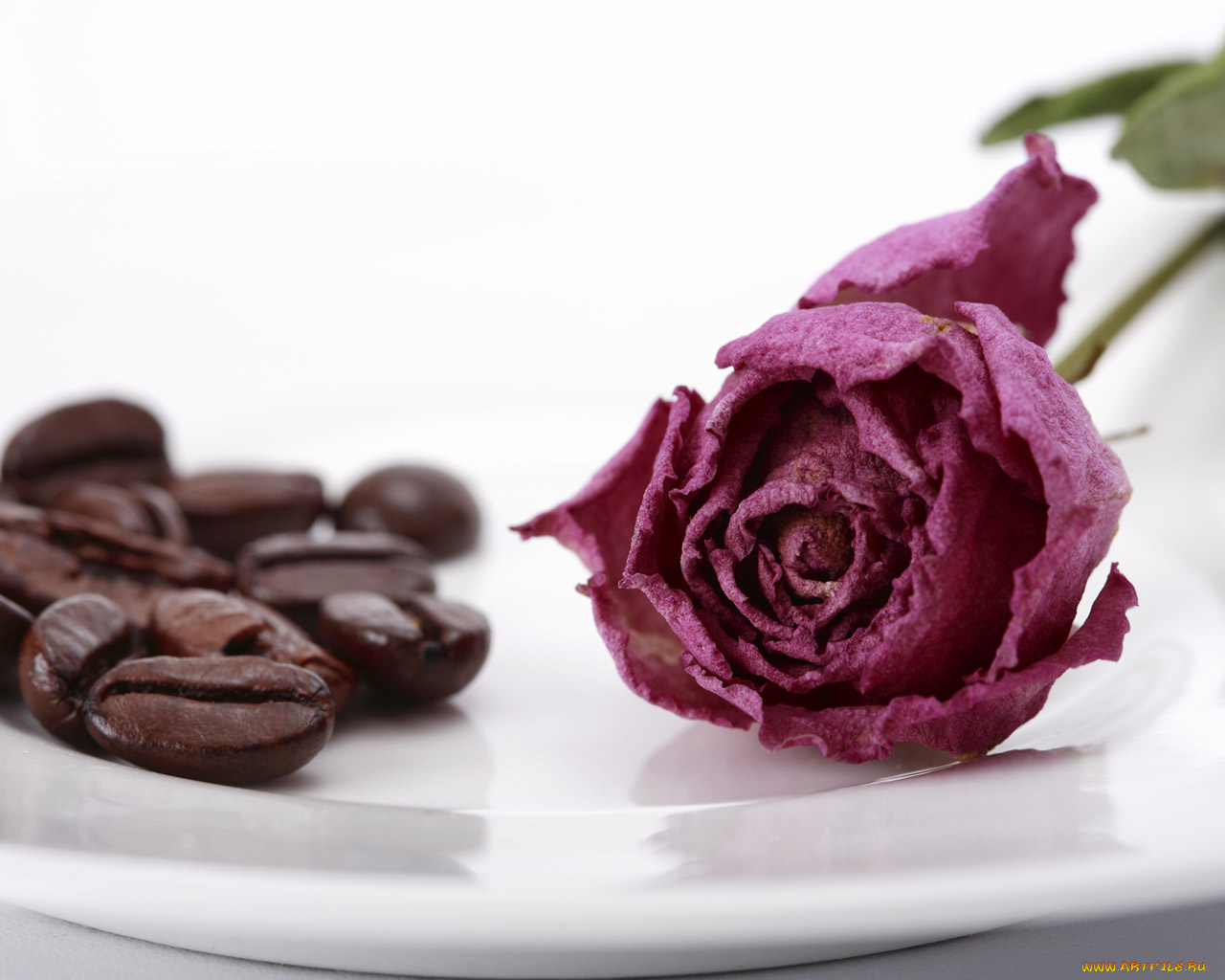 еда, кофе, кофейные, зёрна