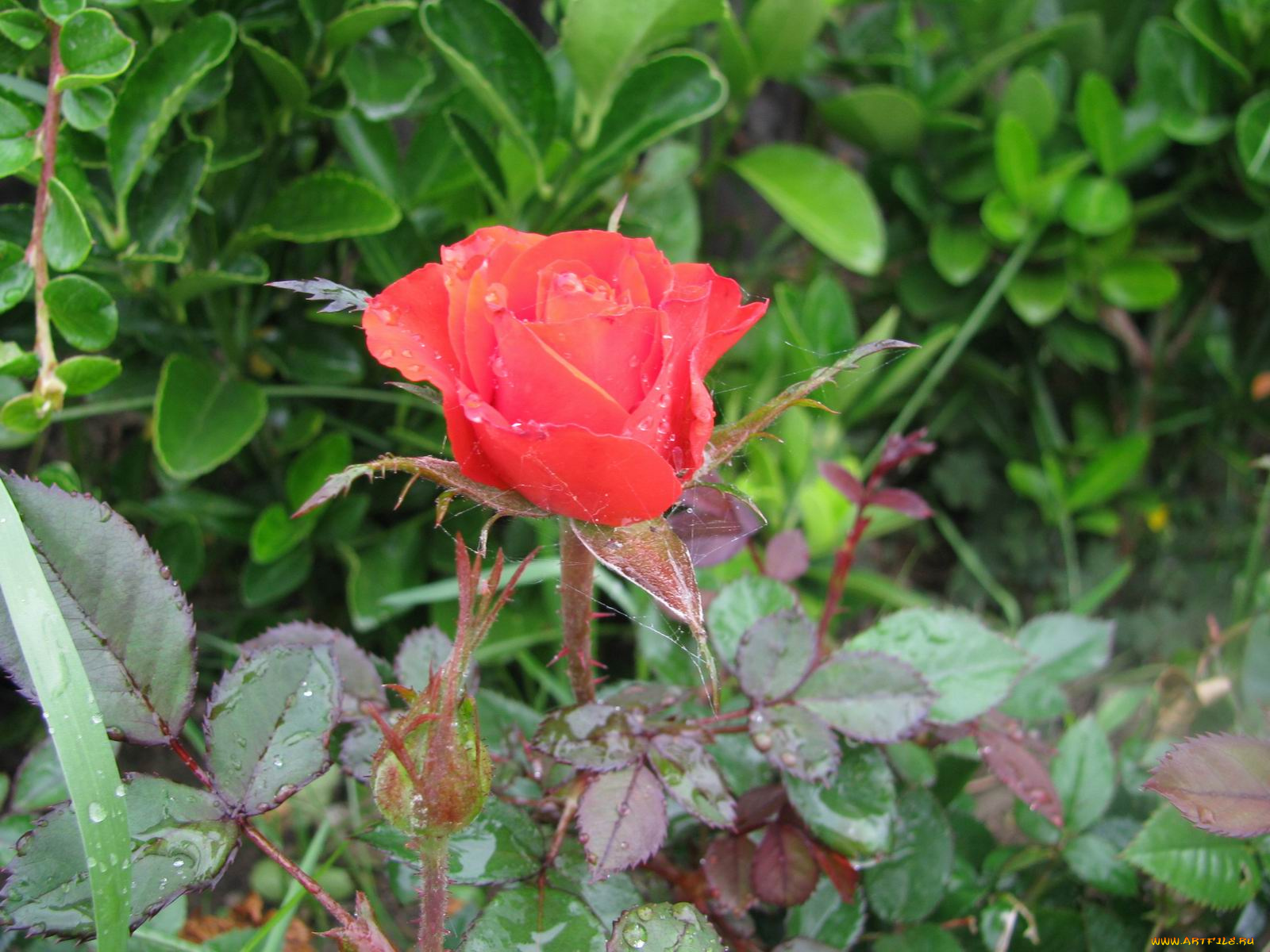 цветы, розы