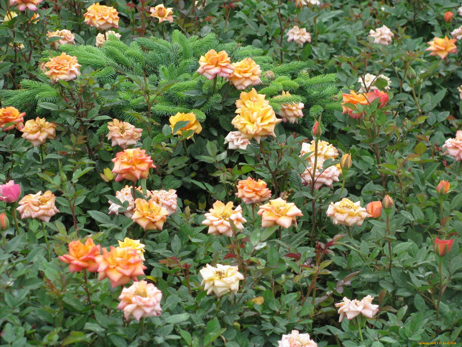 цветы, розы