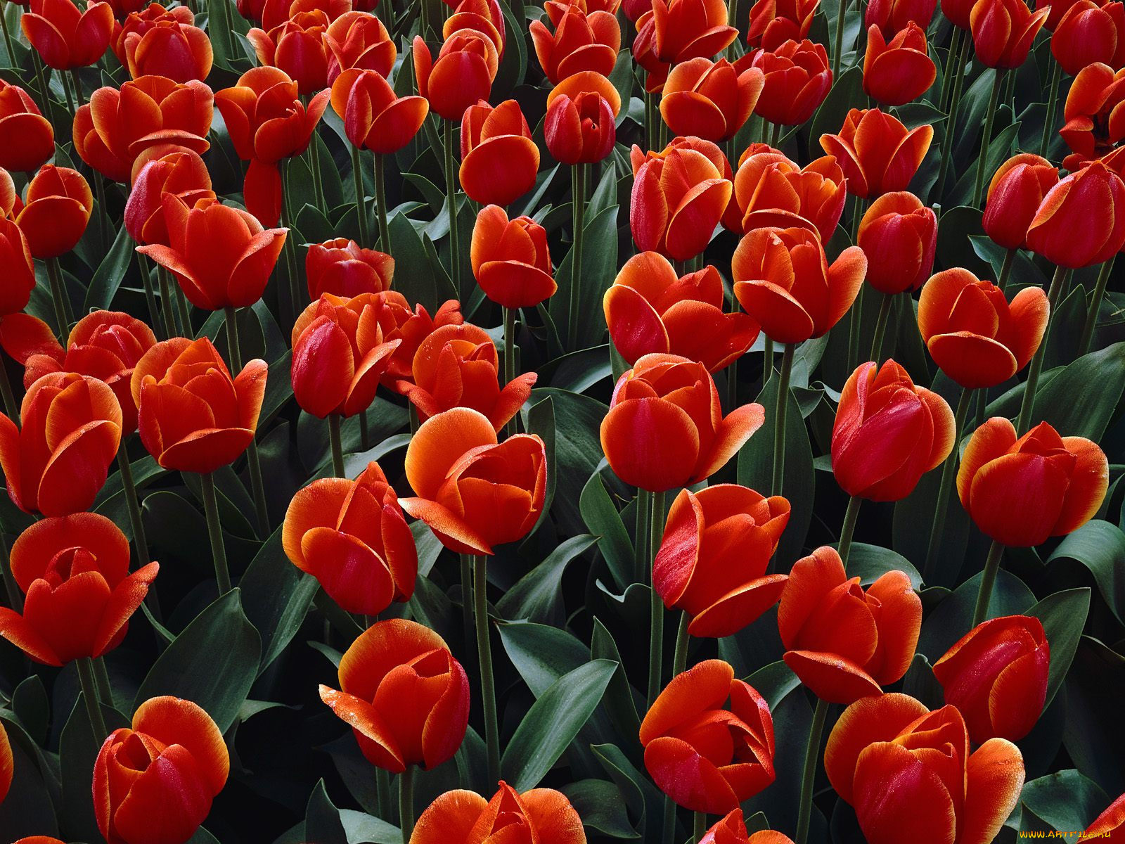 цветы, тюльпаны